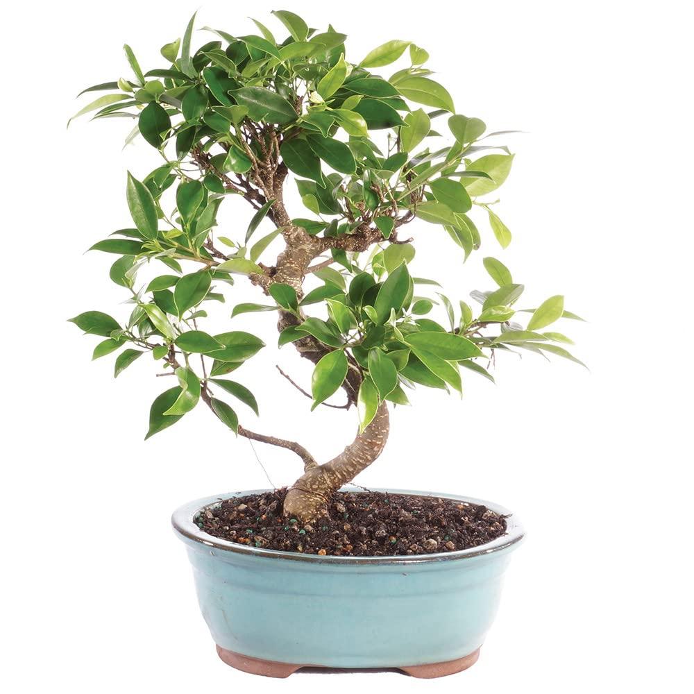 Brussel's Bonsai Live Golden Gate Ficus Indoor Bonsai Tree - Medium, 7 Years Old, 8 to 16 Inches Tall - Live Bonsai Tree in Ceramic Bonsai Pot