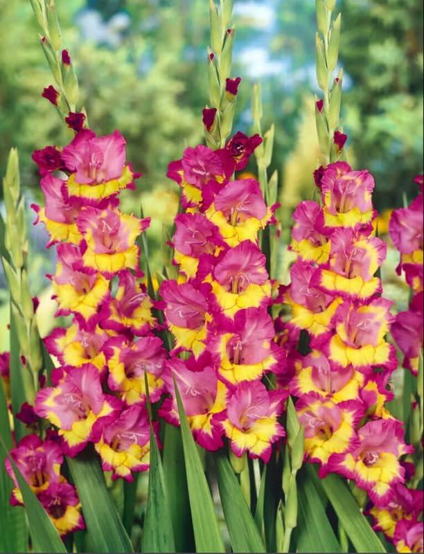 10 Gladiolus Bulbs for Planting Gladiolus Bulbs Bulk, Summer Flowering Bulbs Plant Perennial Garden