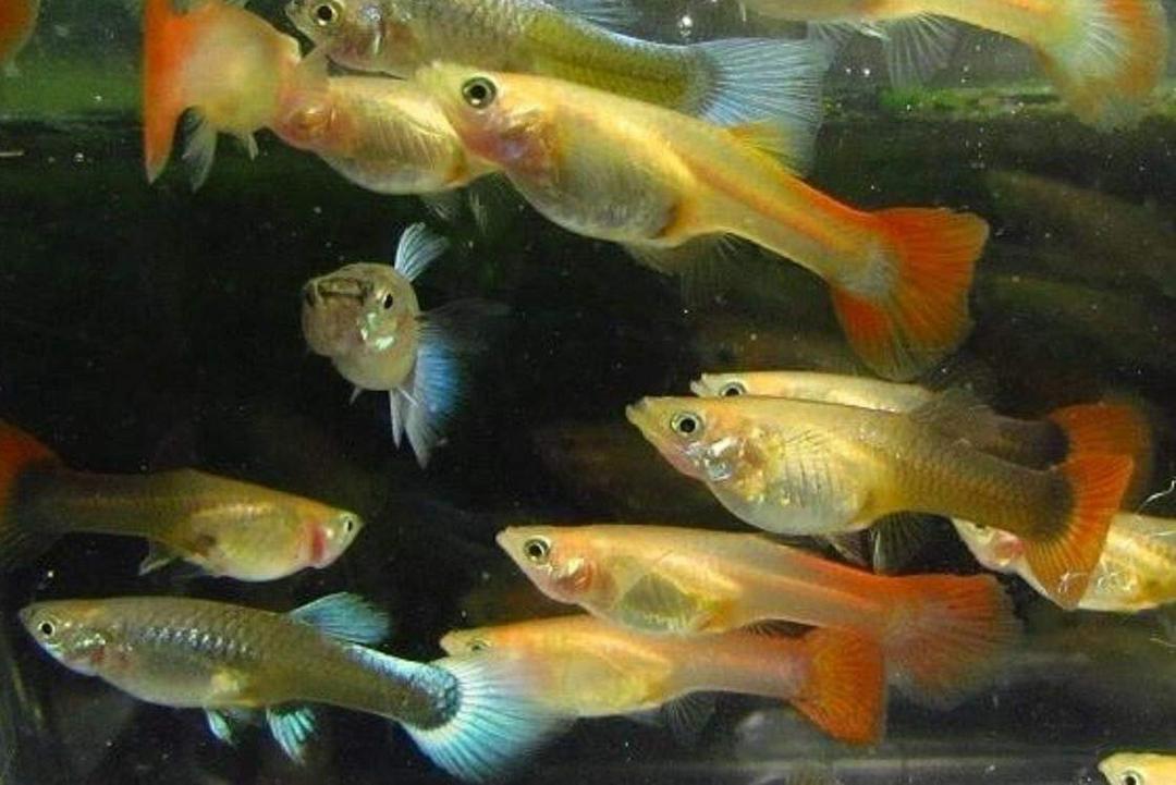 5 Assorted Color Female Guppies Live Freshwater Aquarium Fish