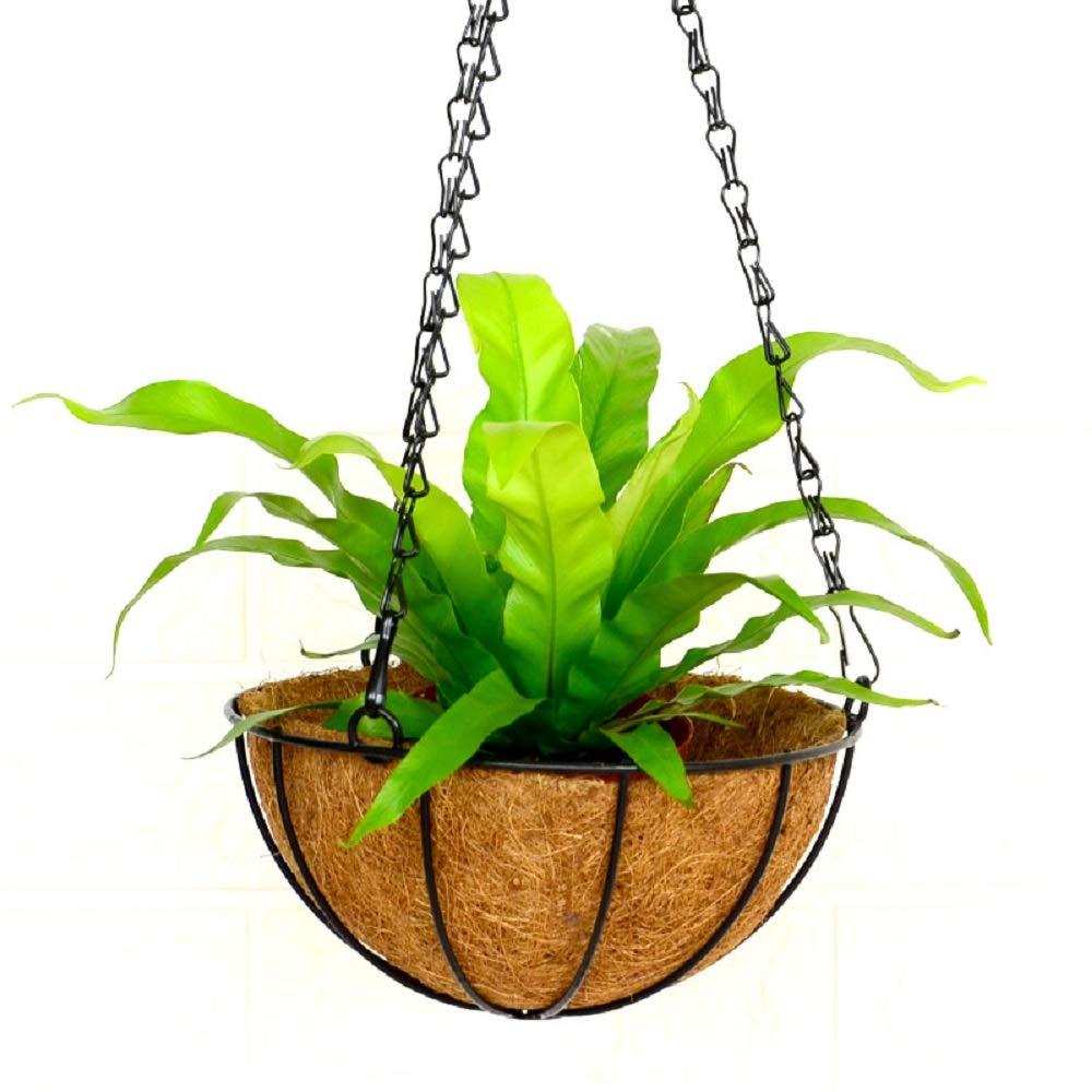 Set of 3 Hanging planters 12 inch | Hanging Baskets for Plants | Coco Hanging Baskets for Plants | Balcony Planters…