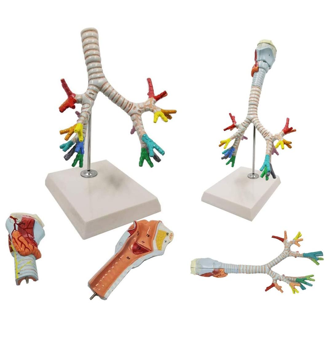 Pathological Human Larynx And Trachea Bronchial Tree Model Human Respiratory System Lung Bronchus Laryngoscope Anatomy Model Medical Teaching Pathology Model