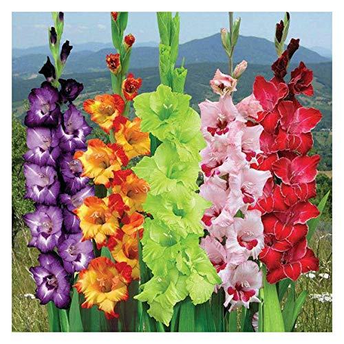 Gladiolus Carnival Mix Sword Lily Gladioli Suberb Cut Flowers 5 Bulbs