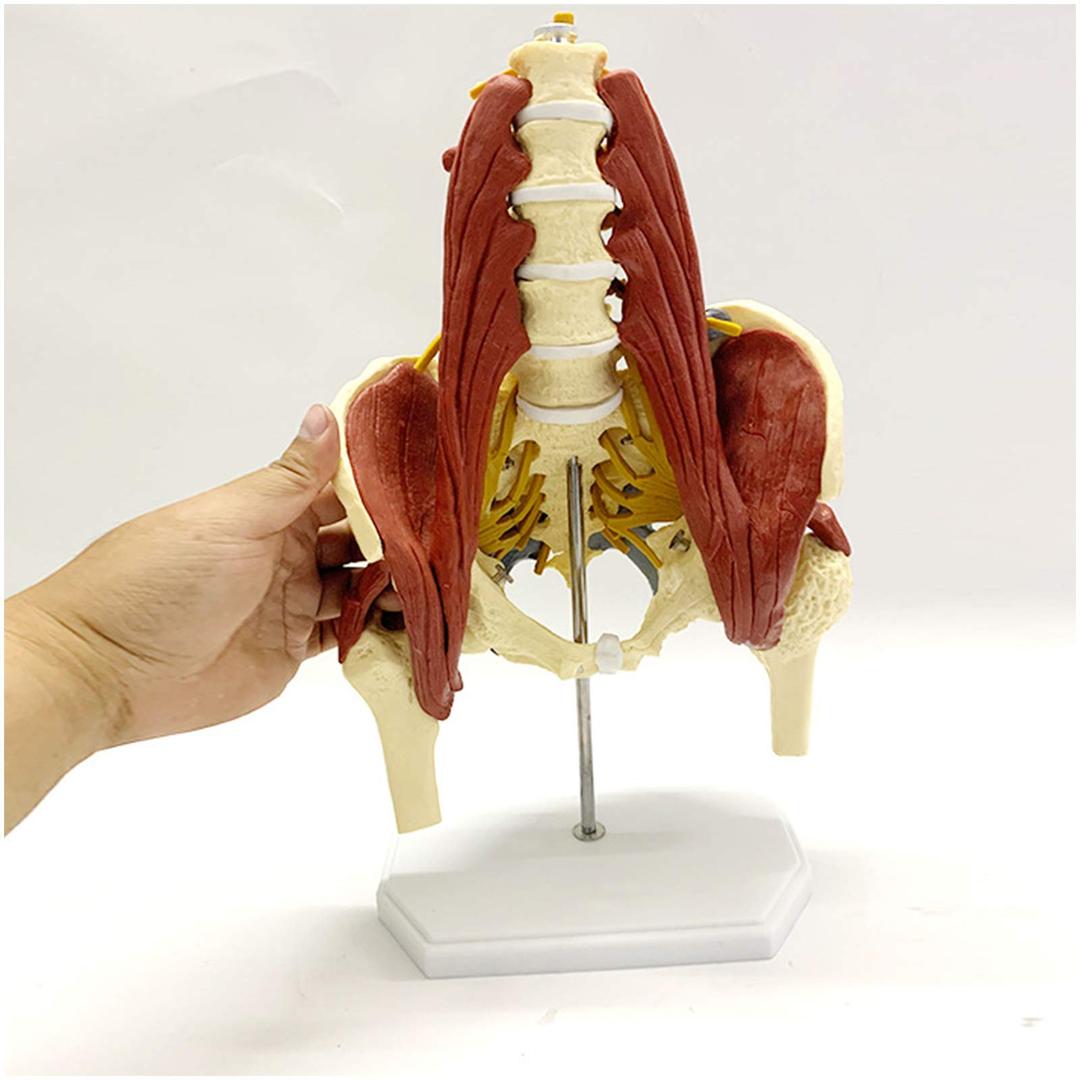 Pelvis Muscle Model - Anatomy Female Pelvis Model - Medical Anatomical Lumbar Spine Model with Pelvic Spine Bones, Nerve Disc Herniation for Study Teaching