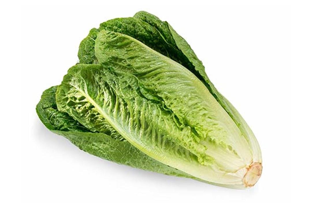 FreshtoHome | Lettuce Romaine 1 Unit | Approx 450g+ (Jordan)