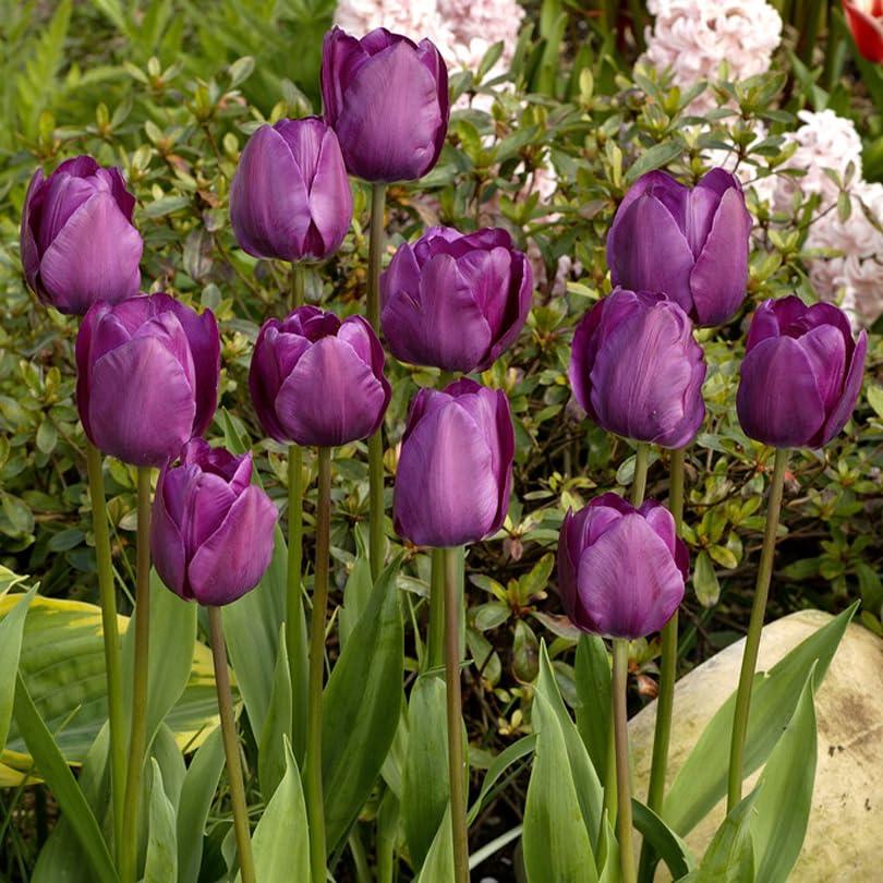 Negrita Triumph Tulip Flower Bulbs - 25 Bulbs per Pack - Great for Cut Flowers - Easy to Grow Live Plants - Outdoor Garden