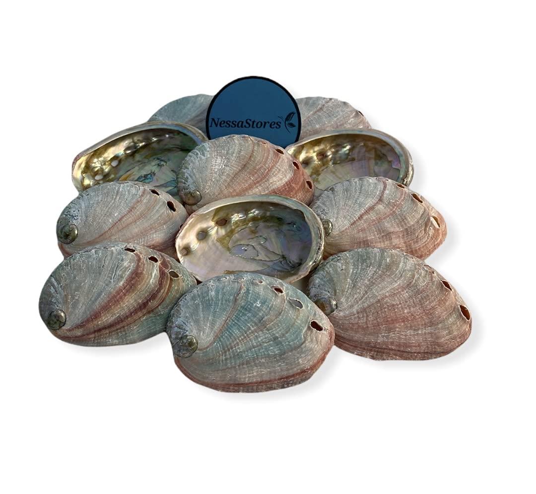 12 Abalone Shells 2.5 to 3.5 Inches | Beautiful All Natural Smudge Bowl - Perfect for Smudge Sticks, Incense Sticks and a Sage Smudge Kit. JC-020