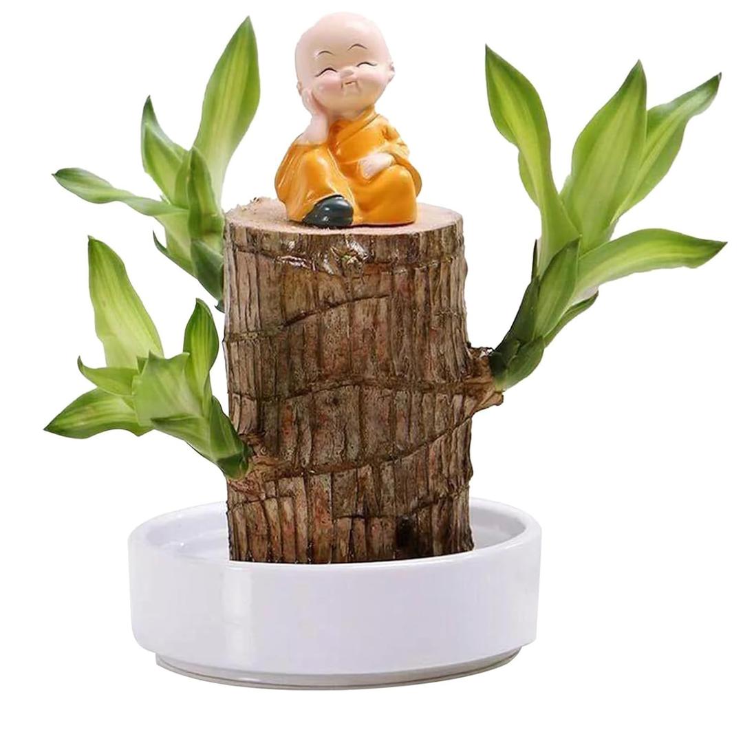 Brazilian Wood - Mini Brazil Lucky Wood Hydroponic Plant with Ceramic Tray and Little Monk, Bring Luck, Enhance Finances, Lucky Wood Purify Indoor Air Potted for Home Decor (Wood+Monk+Tray)