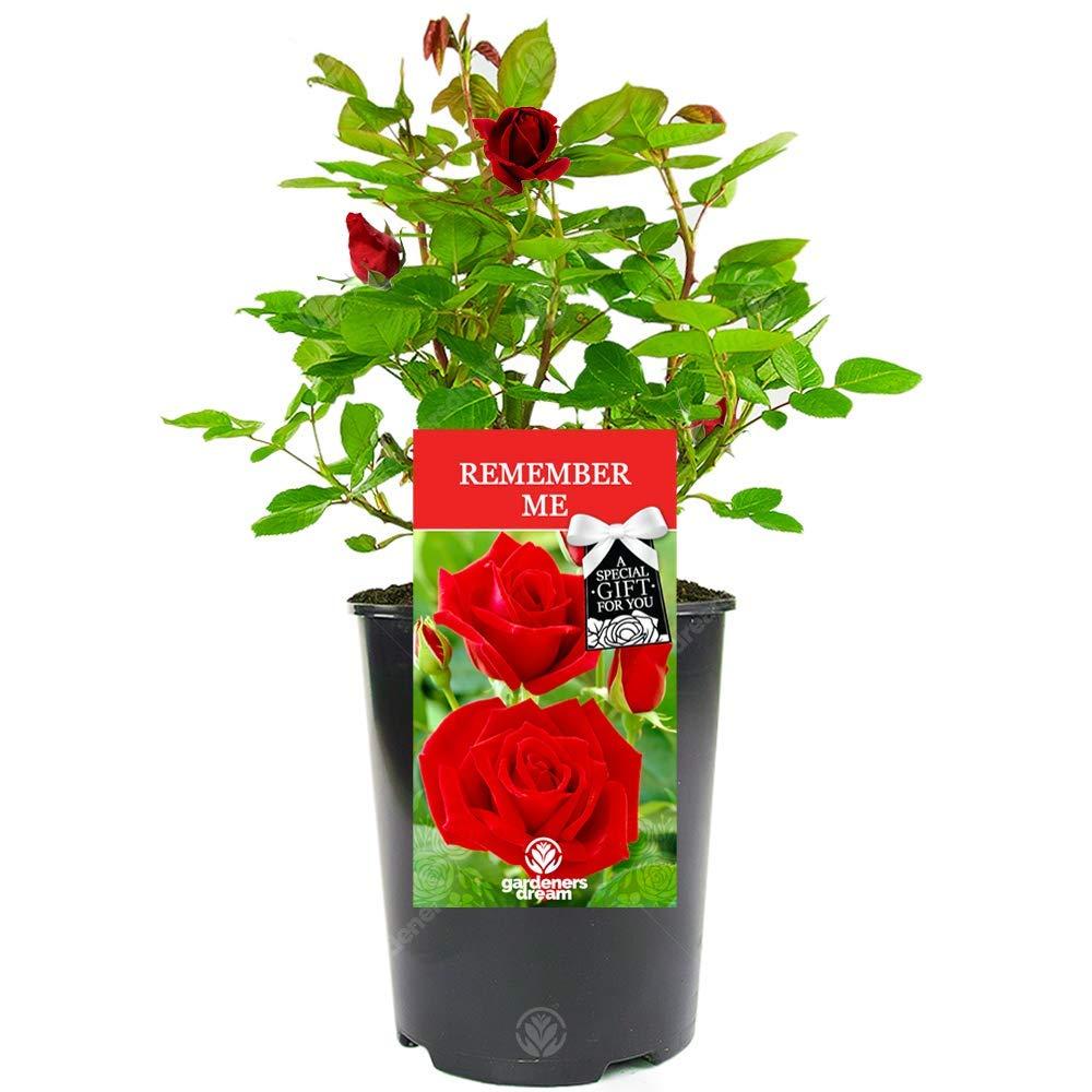 GardenersDream Remember Me Rose Plant in Pot - Beautiful Potted Live Flowering Shurb - Remembrance Gifts for Plant Lovers with Personalised Message - Easy to Care for Red Rose Plant (incl. 17 cm Pot)