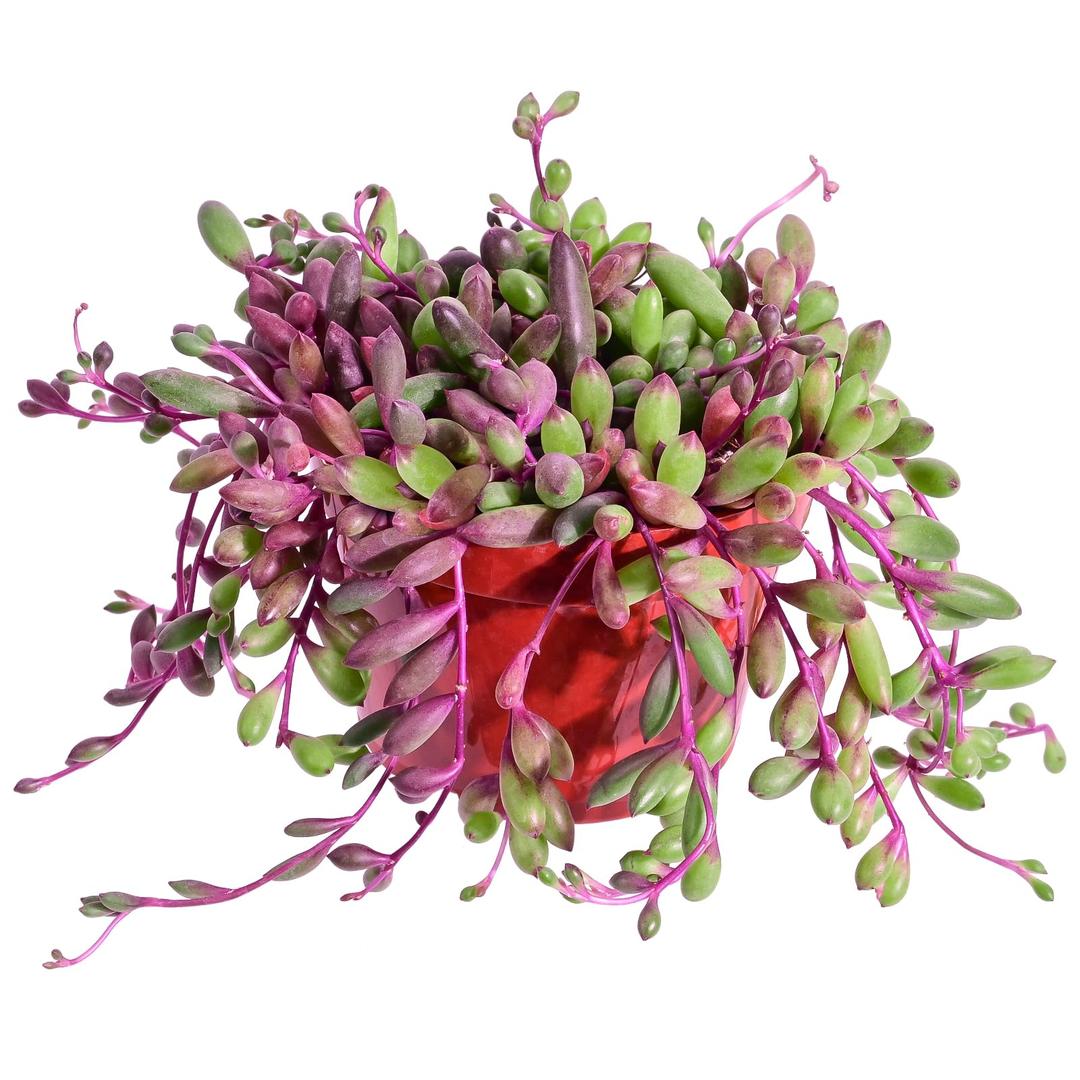 4" Ruby Necklace | Othonna capensis L.H.Bailey, Live Succulent Fully Rooted in Pots, Purple Hanging Trailing House Plant for Home Office Wedding Decoration DIY Project Party Favor