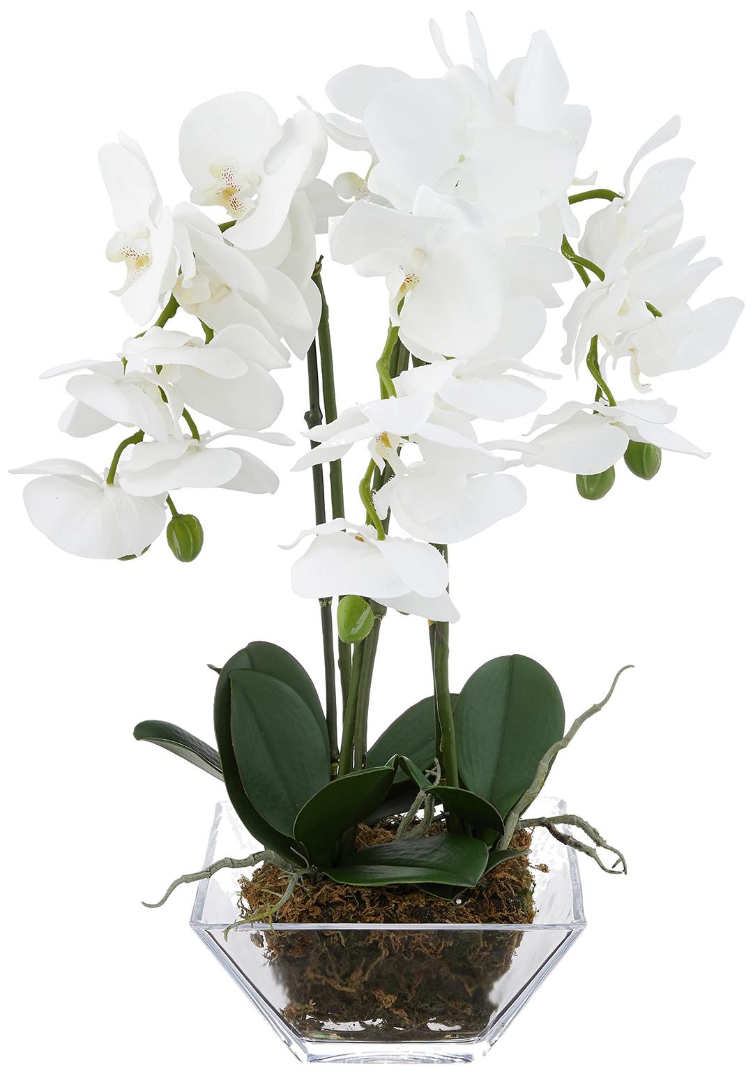 Nearly Natural 4570 Triple Phalaenopsis Orchid in Glass Vase,Green/White