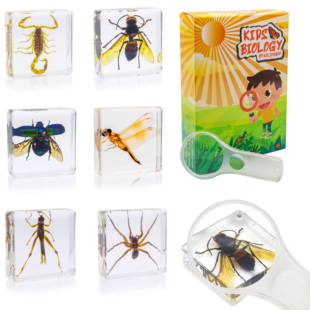 6 PCS Insect Specimen Set, Dragonfly, Wasp, Spider, Scorpion, Locust, Chafer Resin Collection Science Toys