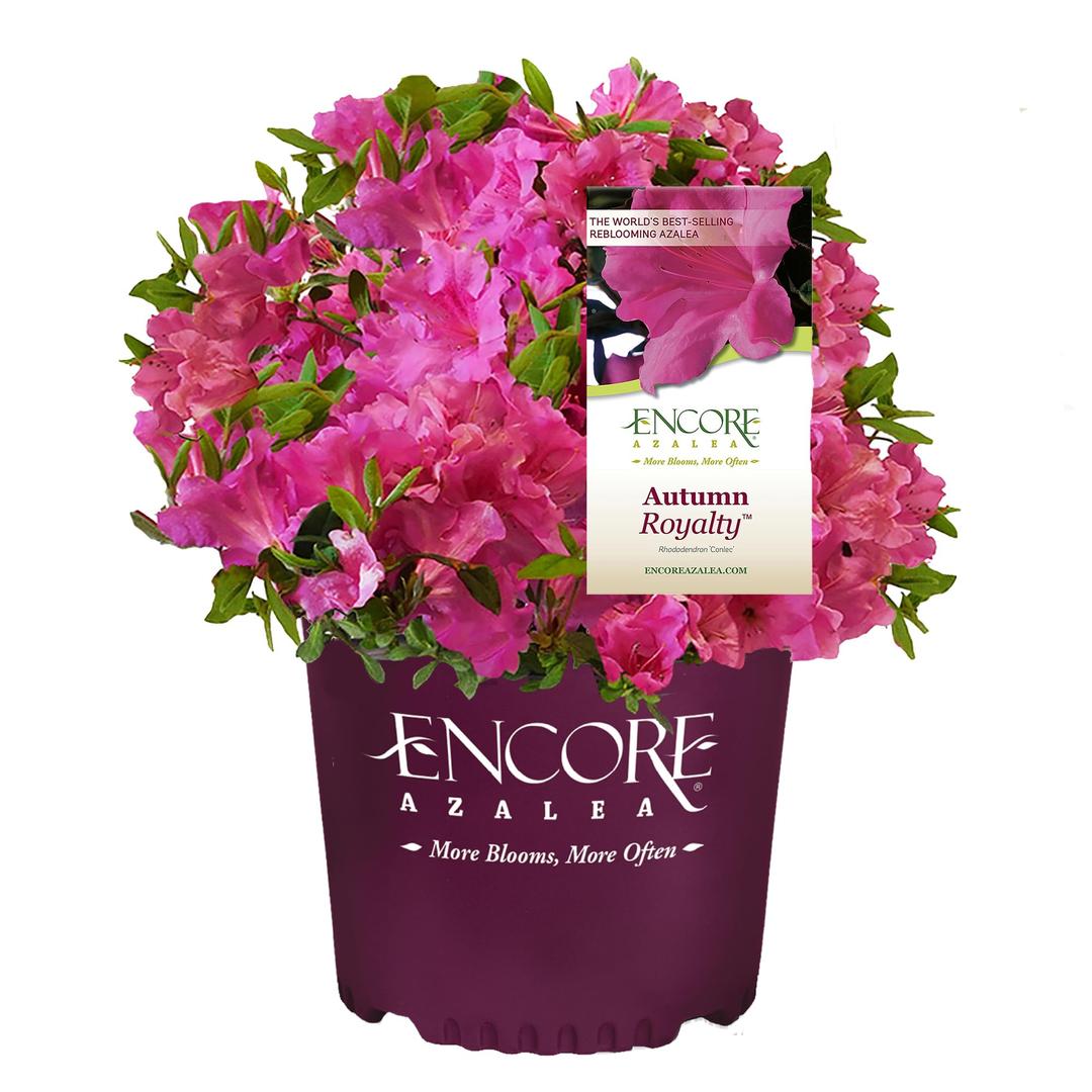 Encore Azalea Autumn Royalty Azalea 2 Gal, Purple Blooms