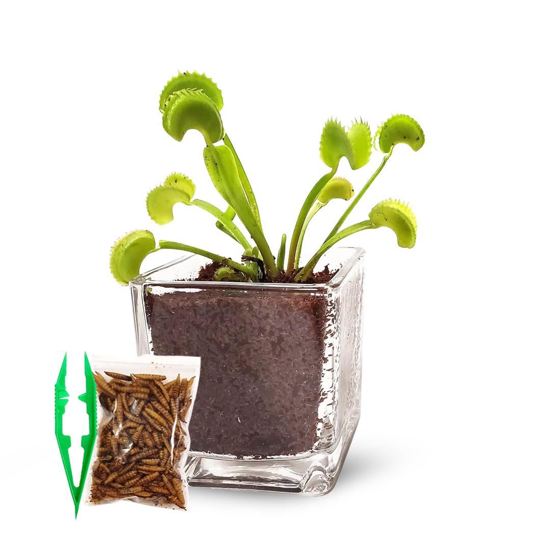 Nature Gift StoreLive Venus Flytrap with Food and Tweezers Plant Kit in 2.5" x 2.5" Glass Cube Vase - Carnivorous Insect - Complete with Sphagnum Peat Moss - Decorative Plant