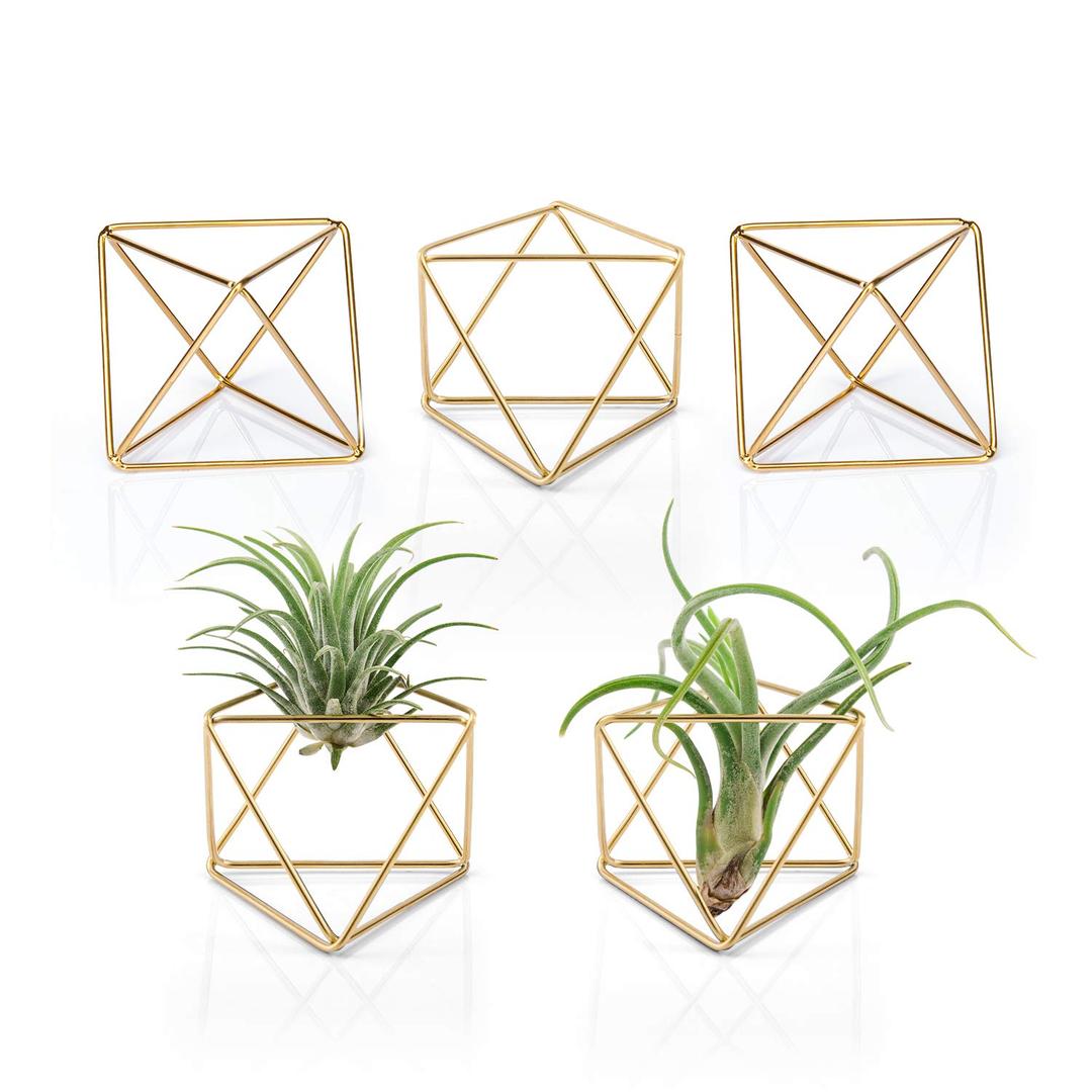 Mkono 5 Packs Air Plant Holder, Same Shape Metal Tabletop Himmeli Decor Geometric Planter Tillandsia Air Fern Display Stand with Each Side 2.6'' Long for Christma Decor Gifts for Plant Lovers, Gold