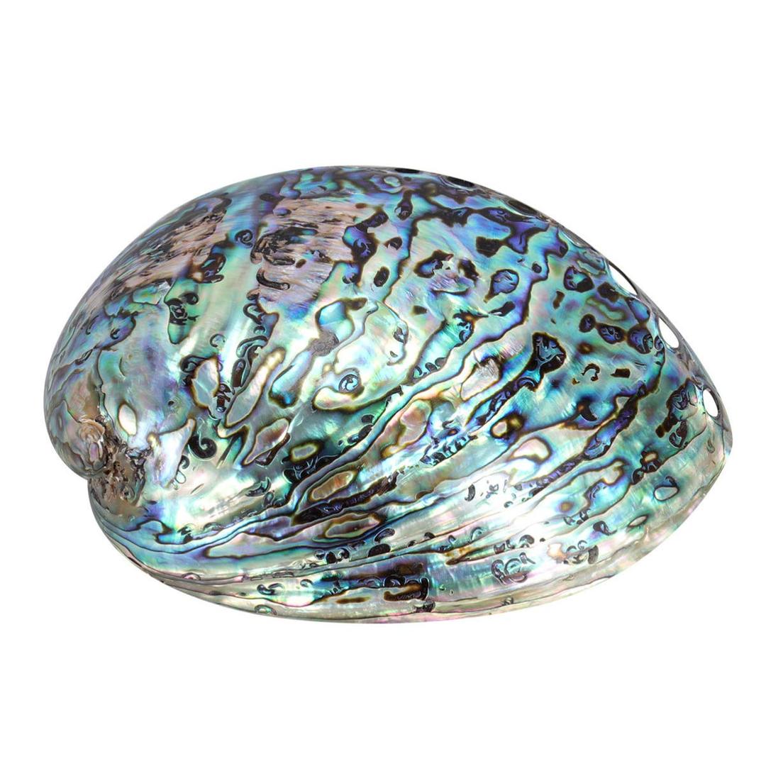 BESPORTBLE Natural Polished Abalone Shell for Smudging, Cleansing Incense Burning Home Fragrance Energy Clearing Yoga Meditation 10-12cm