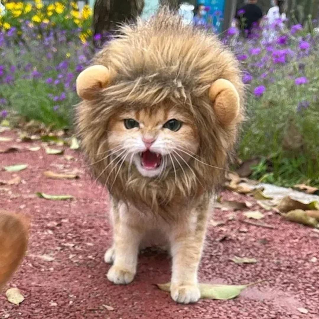 UVONOKAY Cat hat, Turn Your cat into a Brave Lion, Very Cute, Lion Mane for Cats (S)