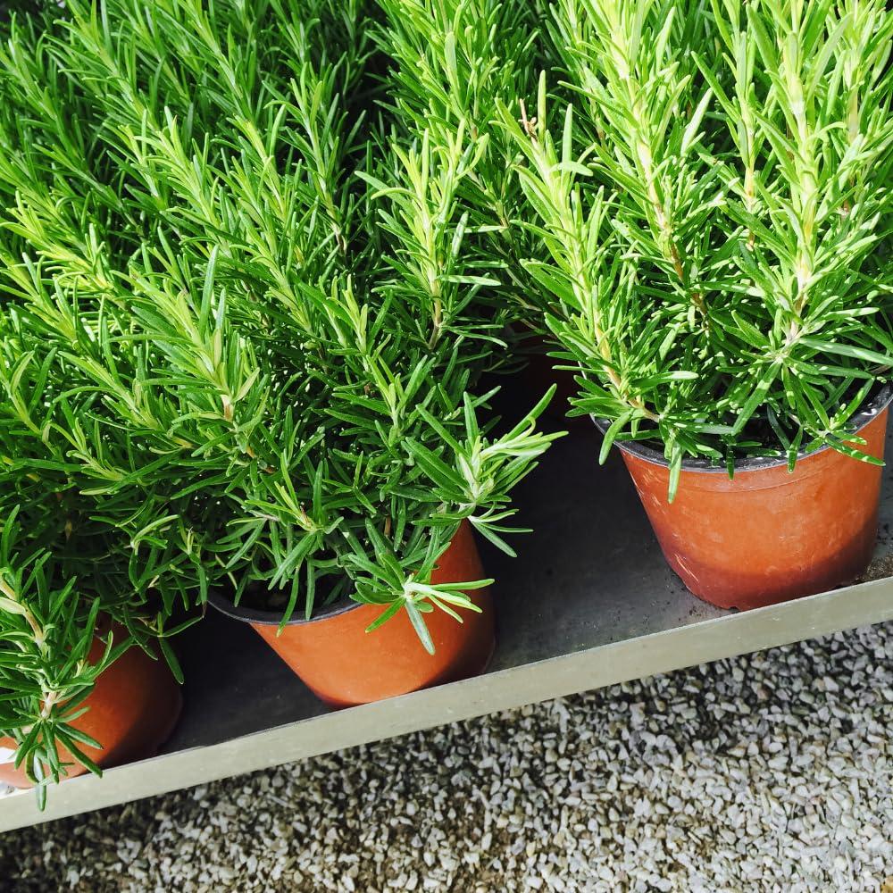 Live Rosemary Plant in 4'' Potted, 8 Inches to 10 Inches Tall, Rosemary Herb Plant for Your Outdoor Garden