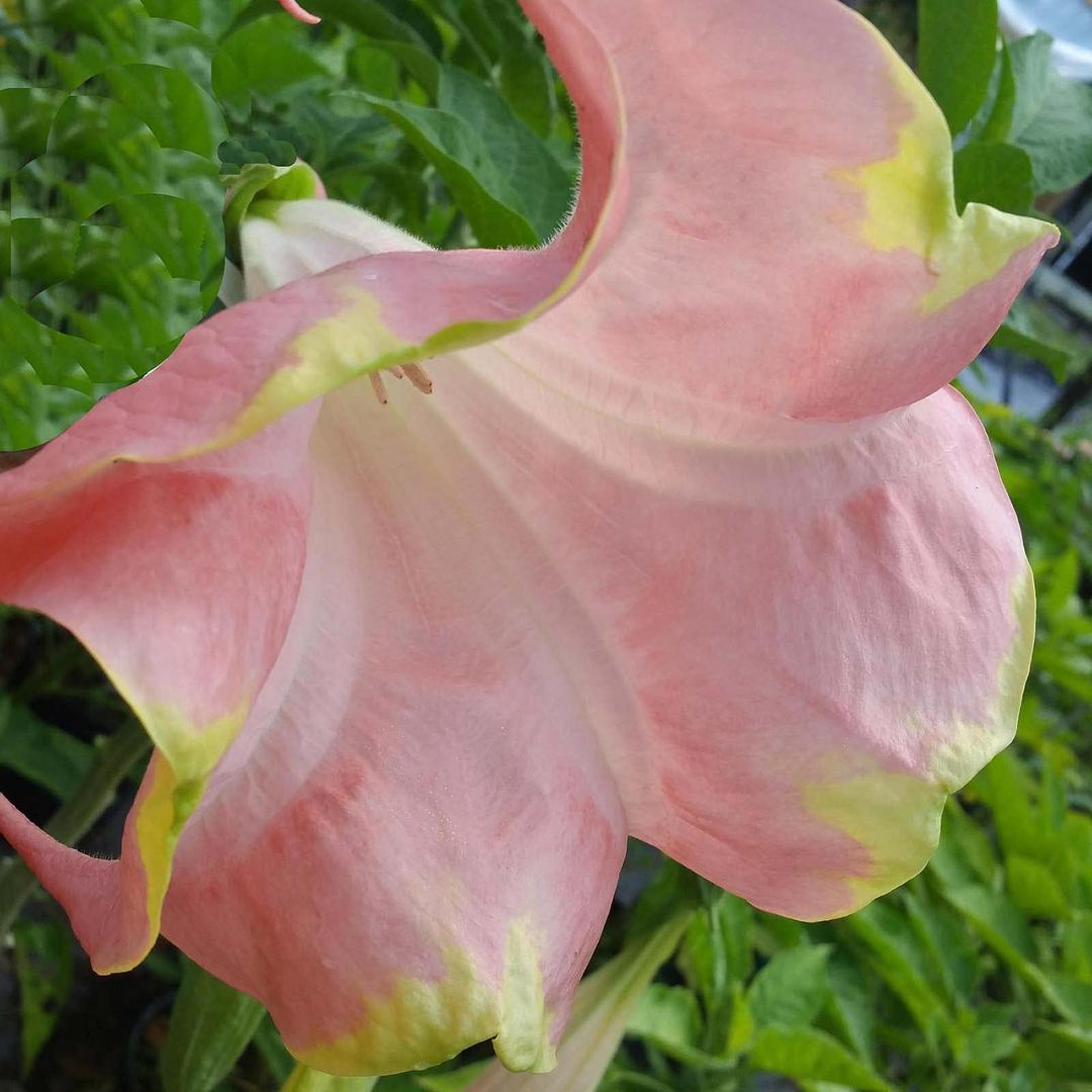 Santa ROSA Brugmansia Angels Trumpet Live Tropical Plant Very Large Single Peach Pale Pink Flower Starter Size 4 Inch Pot Emeralds TM