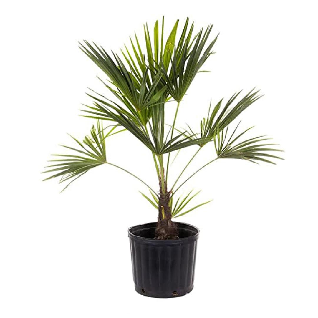 American Plant Exchange Live Windmill Palm Tree, Chusan Palm Tree, Plant Pot for Home and Garden Decor, 10" Pot