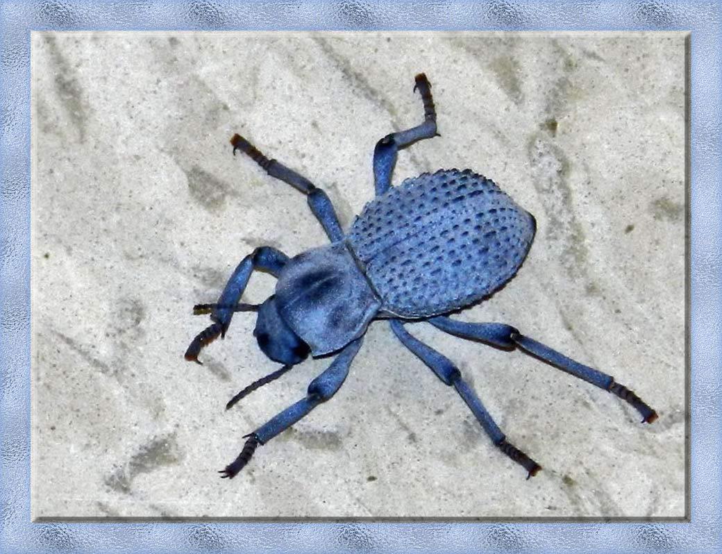 Live Desert Ironclad Beetle - Blue Death Feigning Beetle - Educational and Fun - Easy Care!