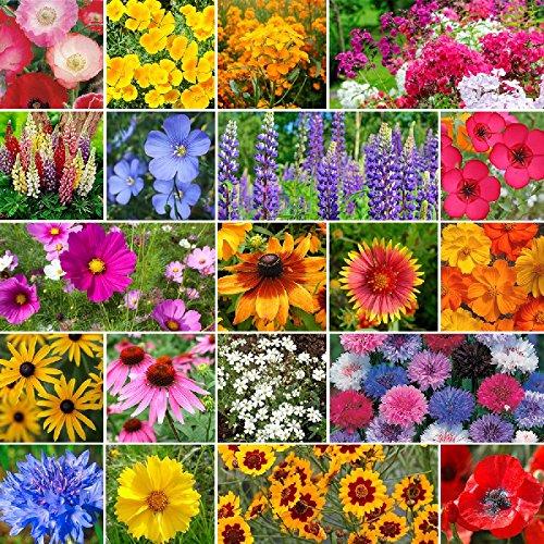 Eden BrothersBurst of Bloom Wildflower Mixed Seeds for Planting, 1 lb, 480,000+ Seeds with Cosmos, Black Eyed Susan | Attracts Pollinators, Plant in Spring or Fall, Zones 3, 4, 5, 6, 7, 8, 9, 10