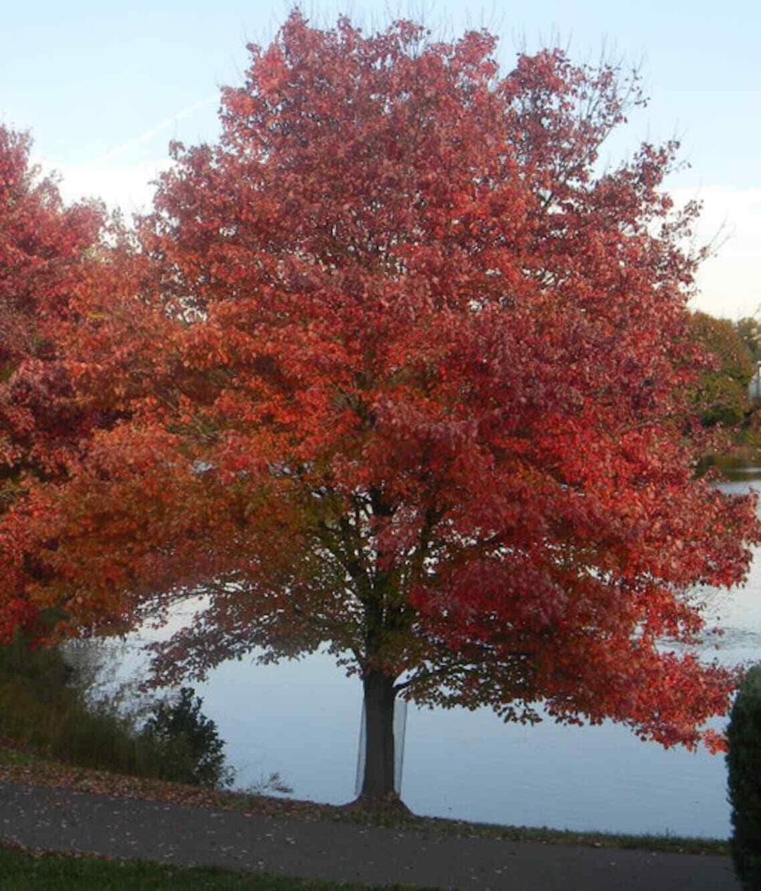 Red Maple Tree - 12-16" Tall Seedling - Quart Pot - Live Plant - Acer rubrum