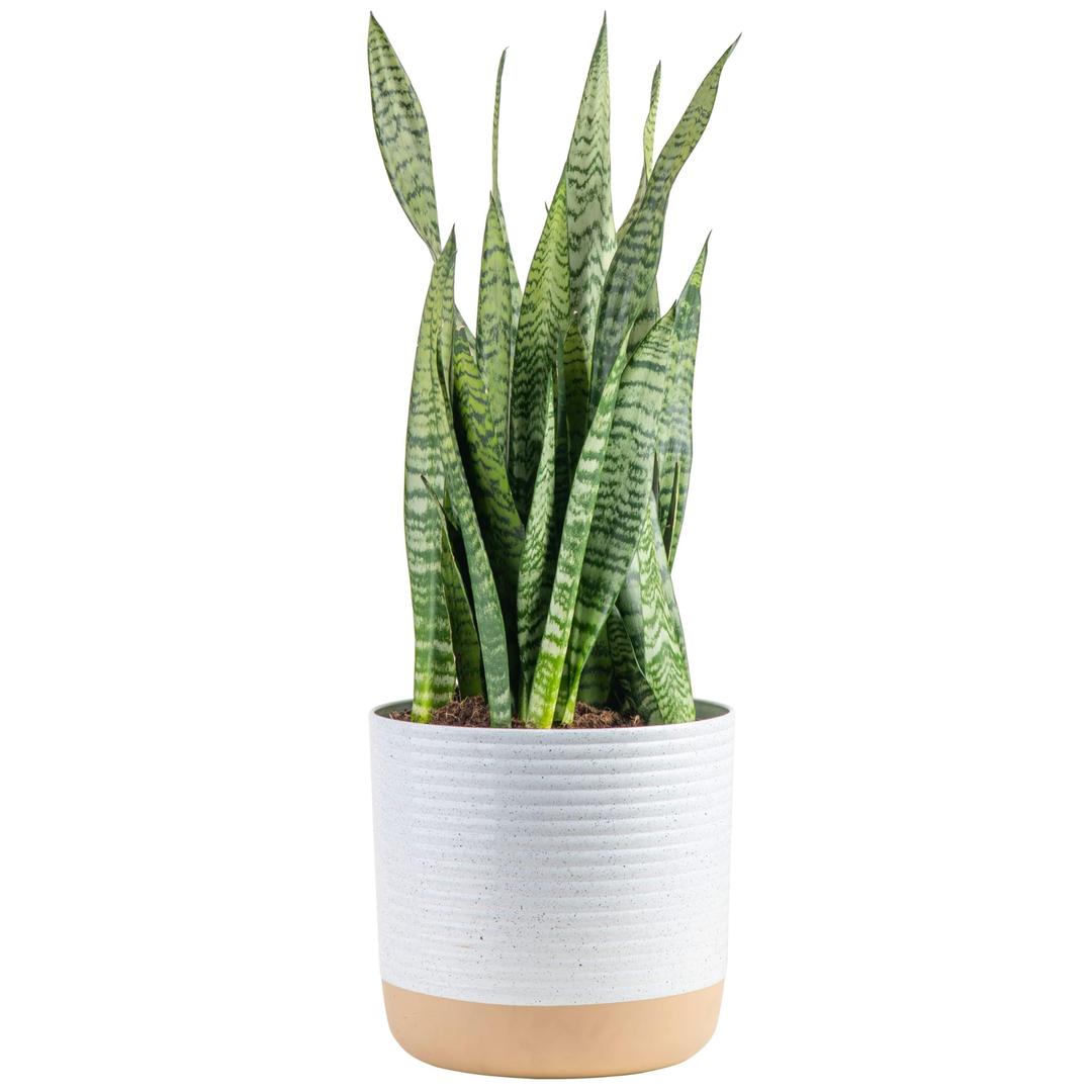 Costa Farms Premium Live Indoor Snake Sansevieria Floor Plant Shipped in Décor Planter, 2-Feet Tall, Grower's Choice, Green, Yellow