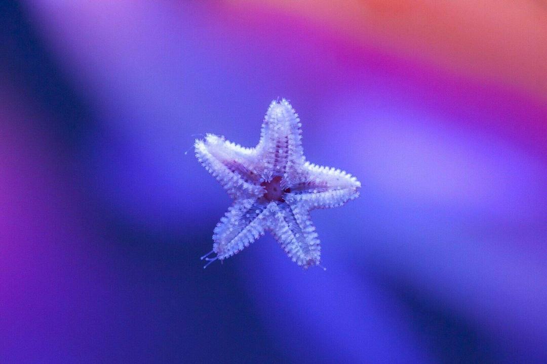 7 Live Asterina Harelquin Starfish Clean Up Crew Invert Marine Coral Reef(TBSLSP1050)