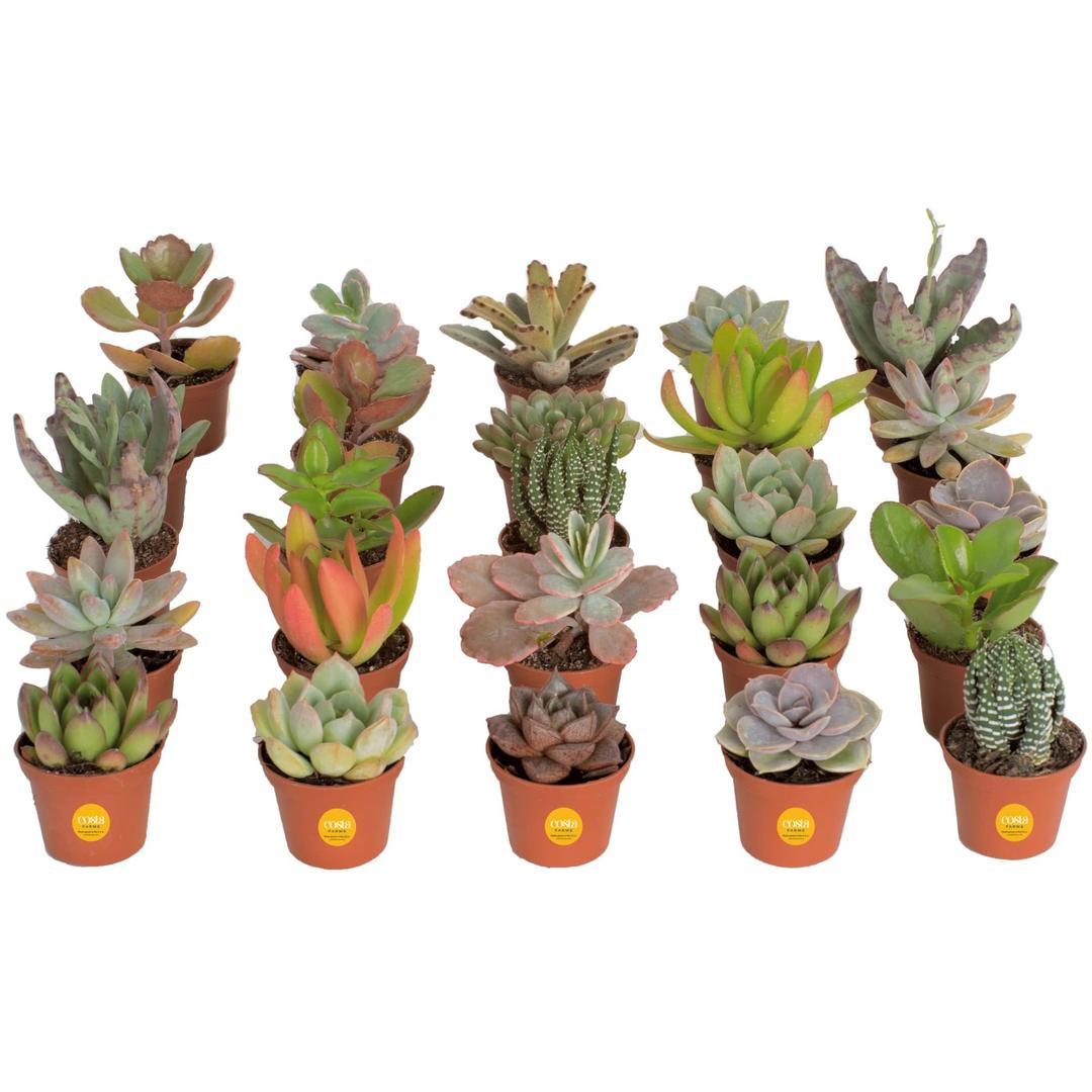 Costa Farms Succulents (25 Pack), Live Succulent Plants, Grower's Choice Mini Houseplants in Nursery Plant Pots, Soil Mix, Valentine's Day, Bulk Baby/Bridal Shower Gift, 2-Inches Tall