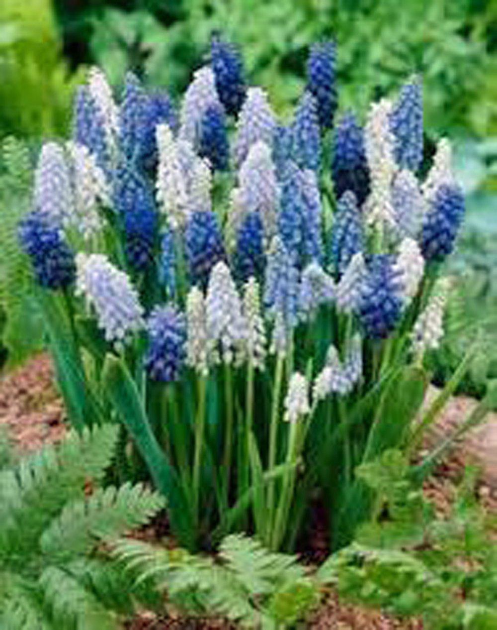 Grape Hyacinth Blend, Bulbs (10 Pack), : Blue, Pure White, Azure Perennial Hyacinth Bulbs, Purple Flowers