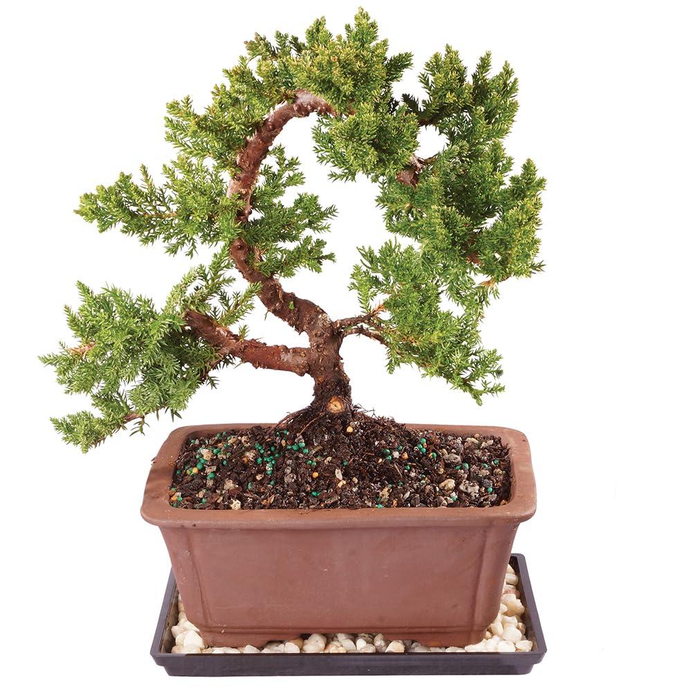 Brussel's Bonsai Live Green Mound Juniper Bonsai Tree - Medium, 5 Year, 6 to 10 Inches - Outdoor Bonsai Tree Live with Bonsai Pot