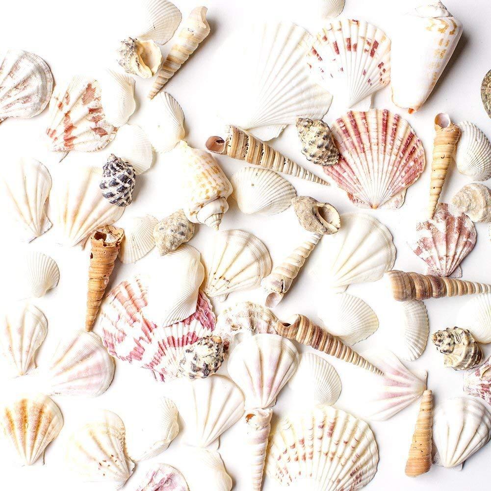 Super Z OutletMixed Ocean Beach Fairy Garden Assorted Seashells Marine Life for Decorations, Arts & Crafts, Party Favors Collection (Approx. 50 Pieces)