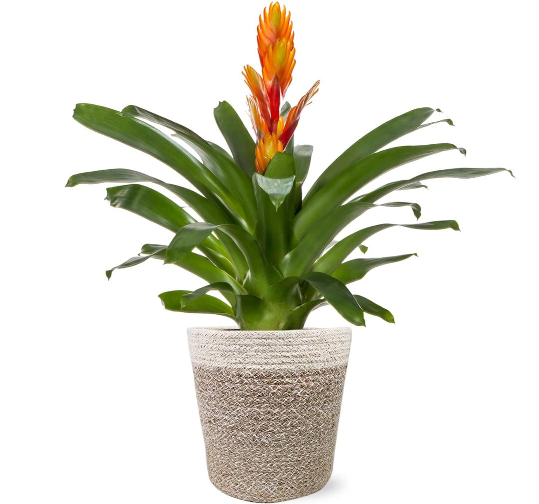 Just Add Ice JA5100 Live Orange Bromeliad Plant for Indoors in Ivo Jute Pottery, Long-Lasting Tropical Flower, Easy to Grow Gift for Wife, Mom, Bright Home Décor Houseplant, 5" Diameter, 16" Tall