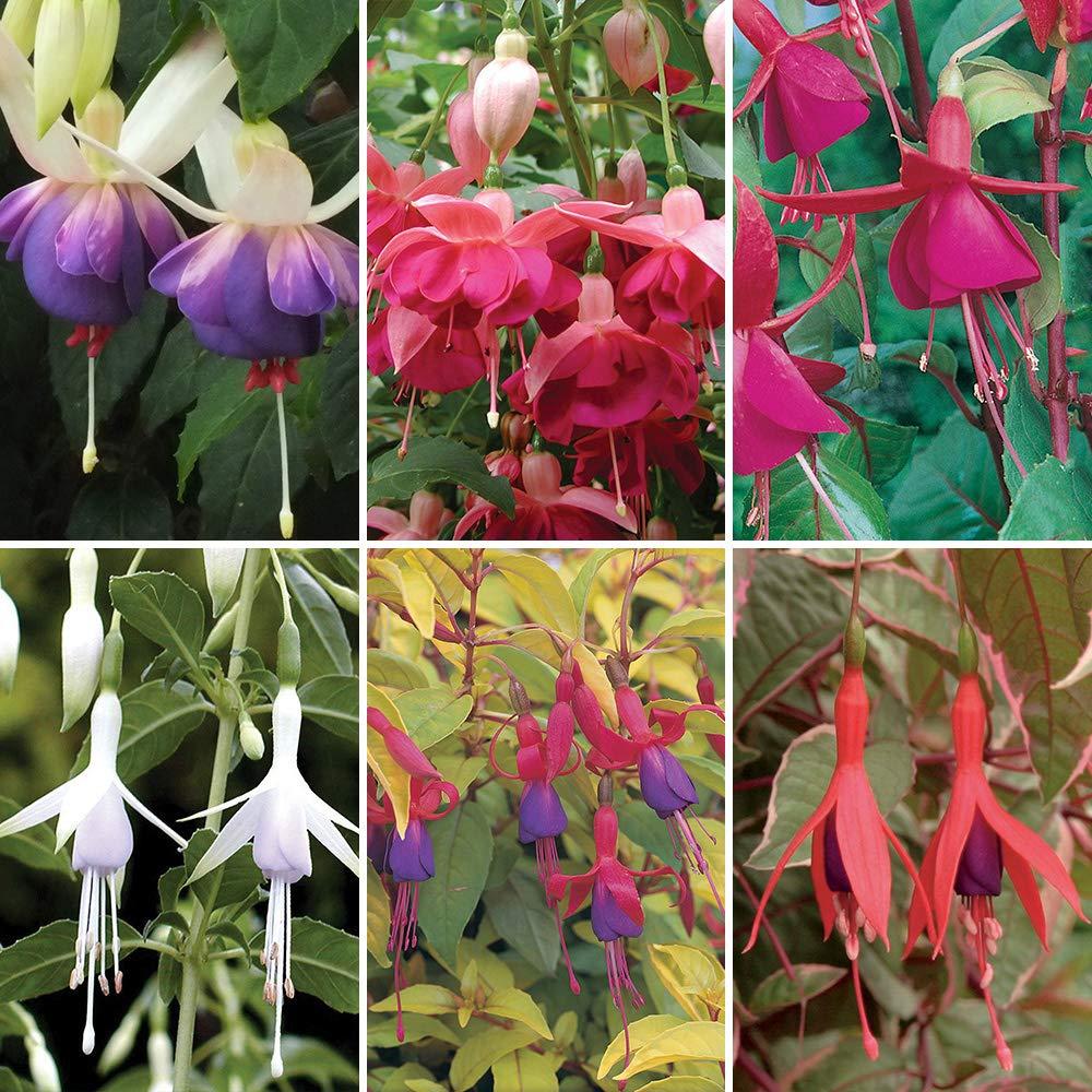 You Garden - Hardy Fuchsia Collection 6 x 9cm Potted Plants 20cm Tall Different Varieties - Garden Ready Plants in Pots Ready to Plant Out