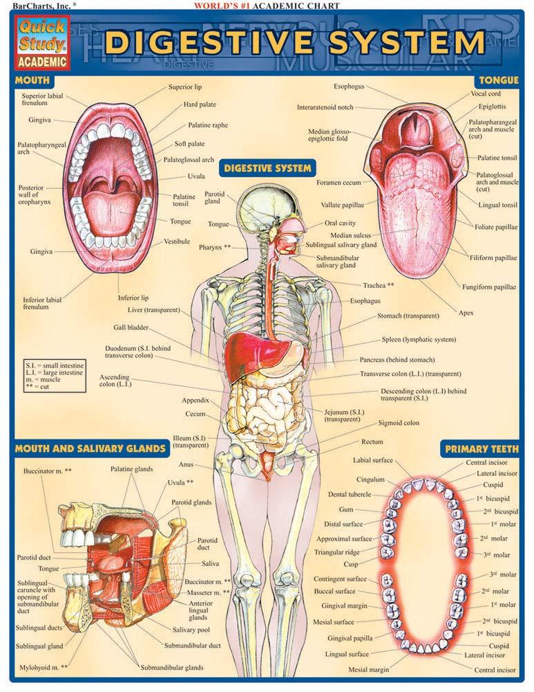 Digestive System (Quick Study Academic) Pamphlet – Student Edition, March 1, 2001