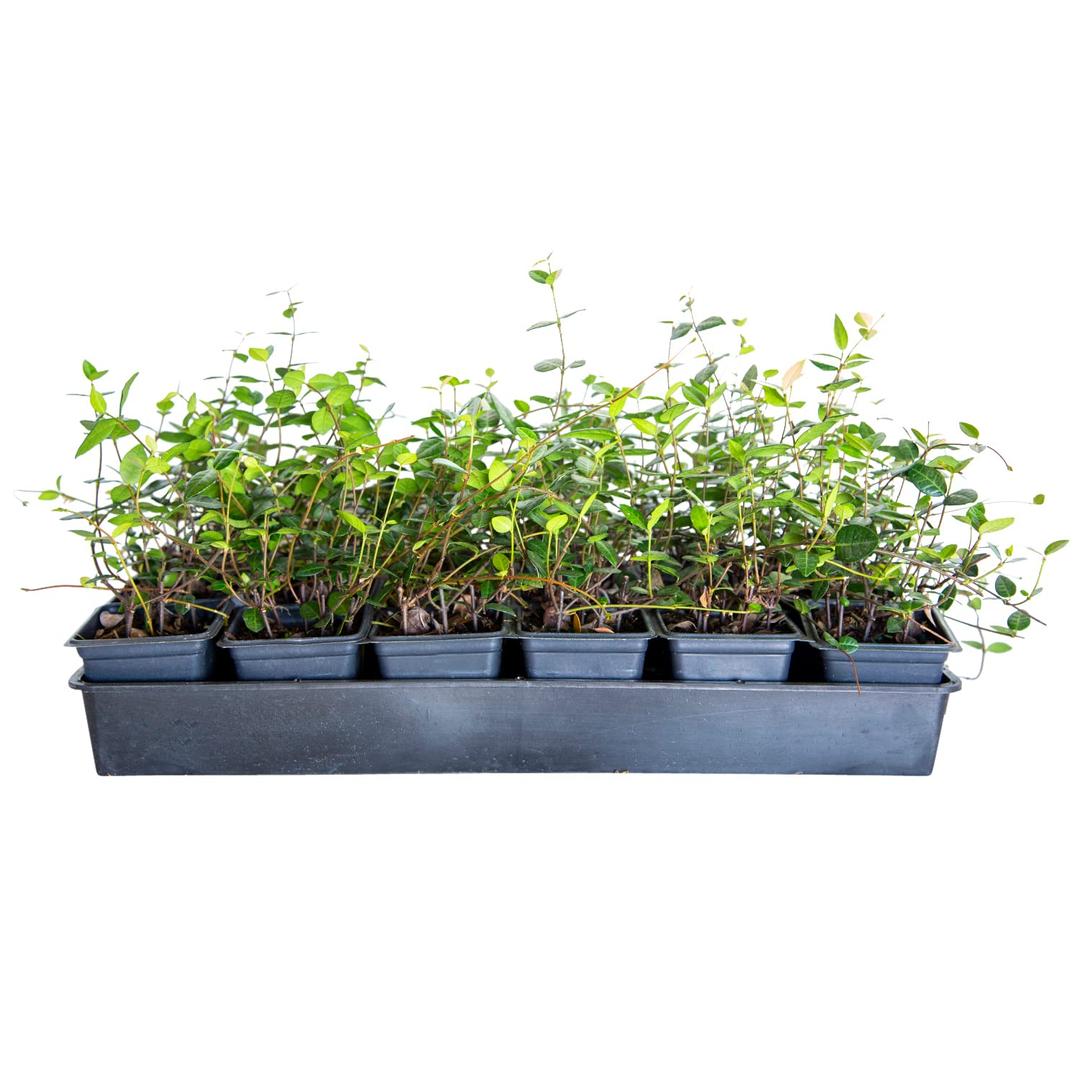 Asiatic Jasmine - 18 Pack (3.25 in. Pots) Evergreen Groundcover Vine - Full Sun Live Outdoor Plant