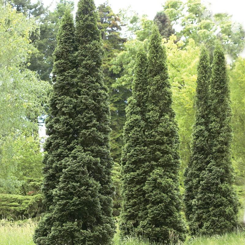 3 Green Giant Arborvitae (Thuja Standishii X Plicata) ‘Green Giant’ Tree Live Plant for Sale