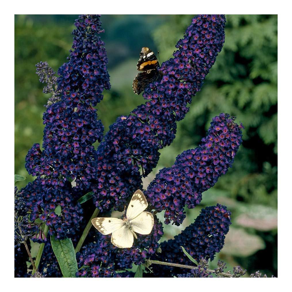 Buddleja davidii Black Knight, Buddleia Butterfly Bush Plant in 9 cm Pot