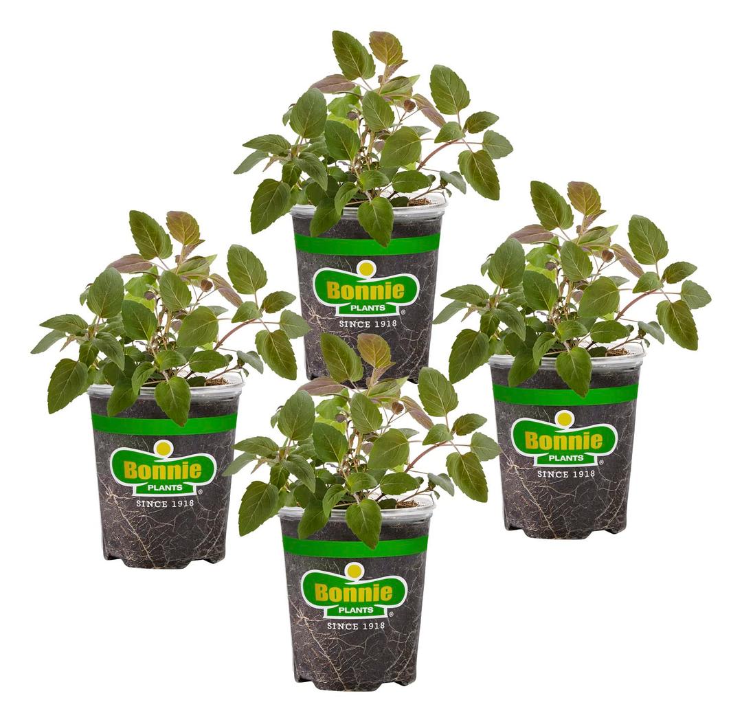 Bonnie Plants Bee Balm, 19.3 oz, 4-Pack, Live Plants