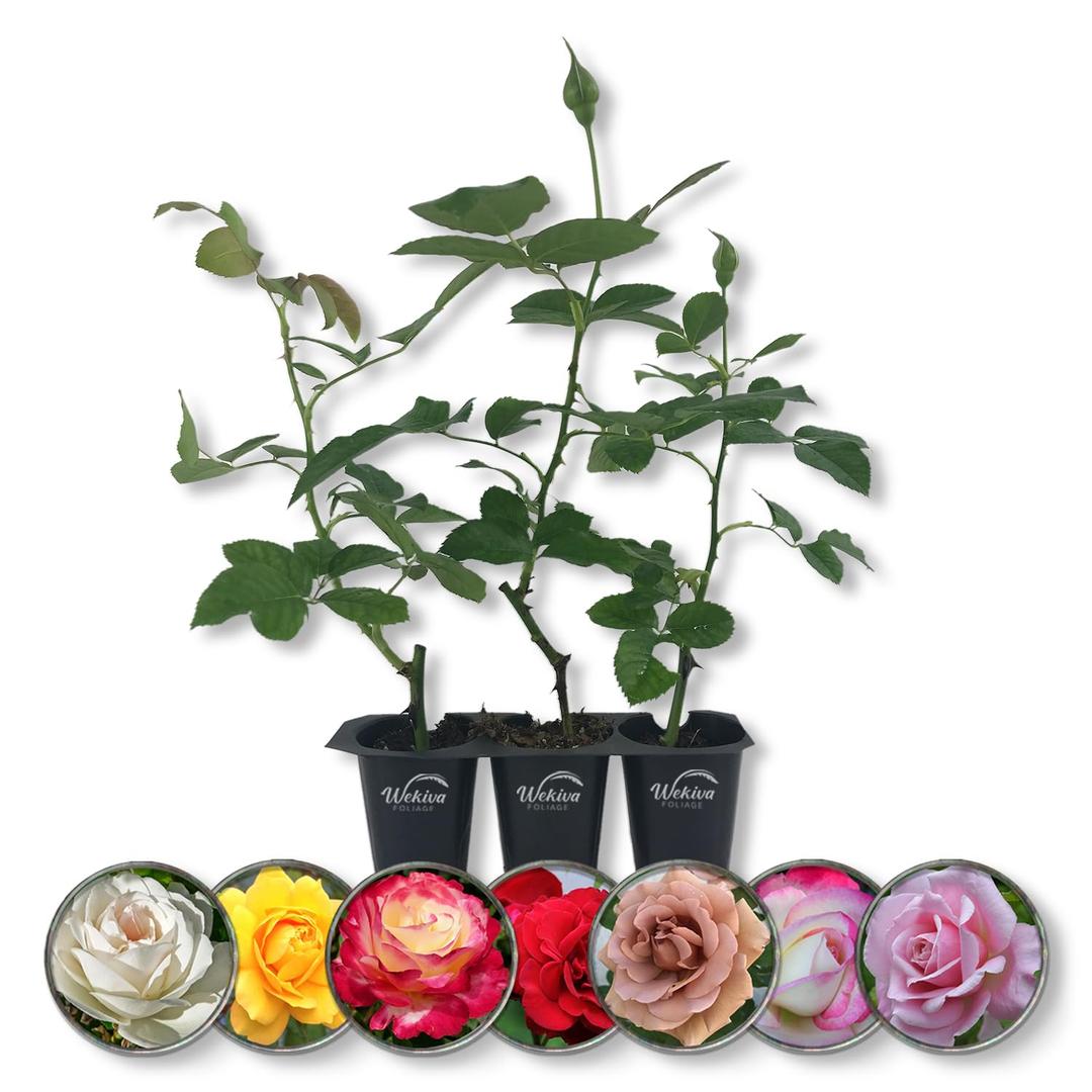 Rose Bush Variety Pack - 3 Live Starter Plants in 2 Inch Pots - Grower's Choice One Each of Multiple Rose Varieties - Beautiful Fragrant Roses from Florida