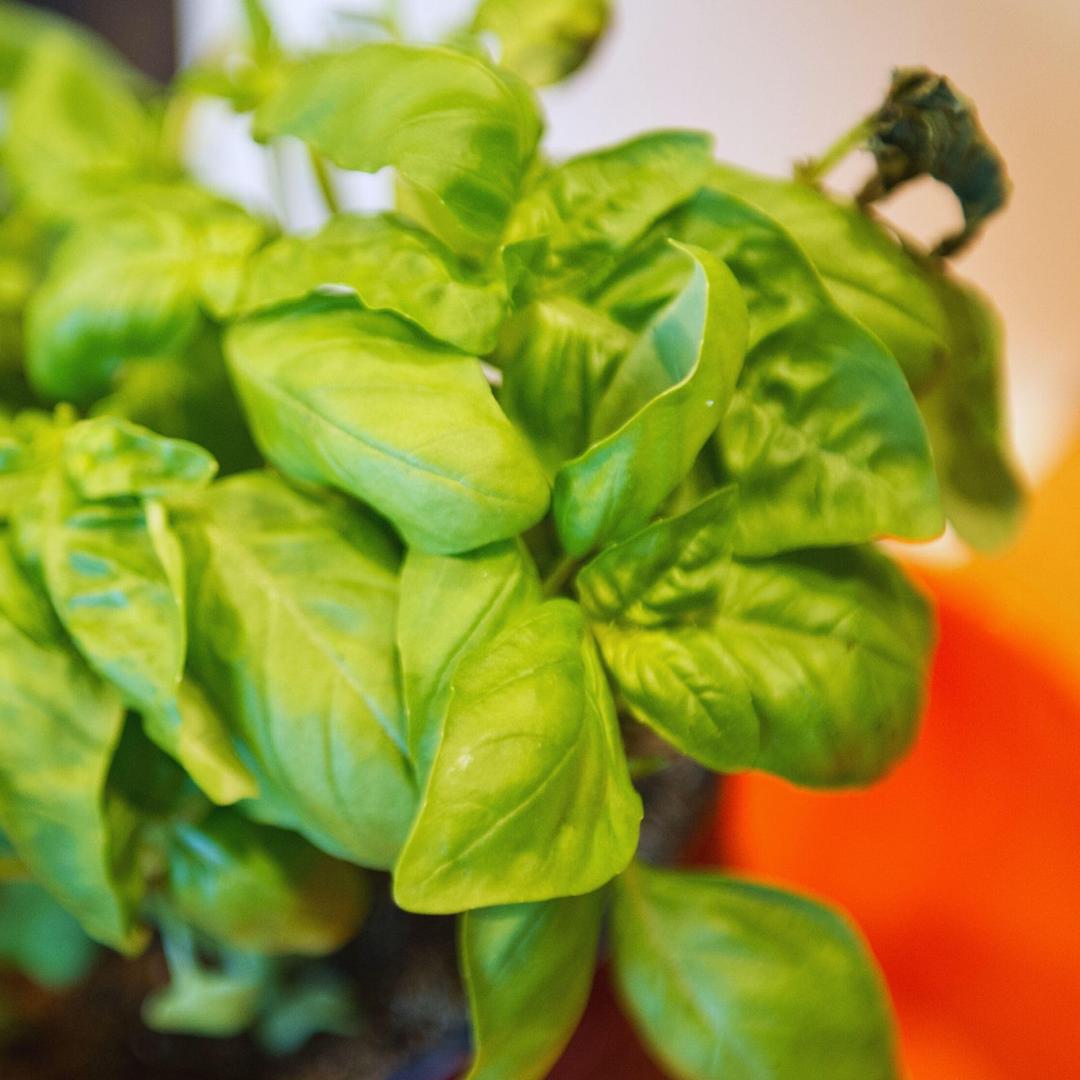 2 Sweet Basil Plants Live, 4'' Pot Including 2 Plants, Basil Live Plant for Your Herb Garden, Green