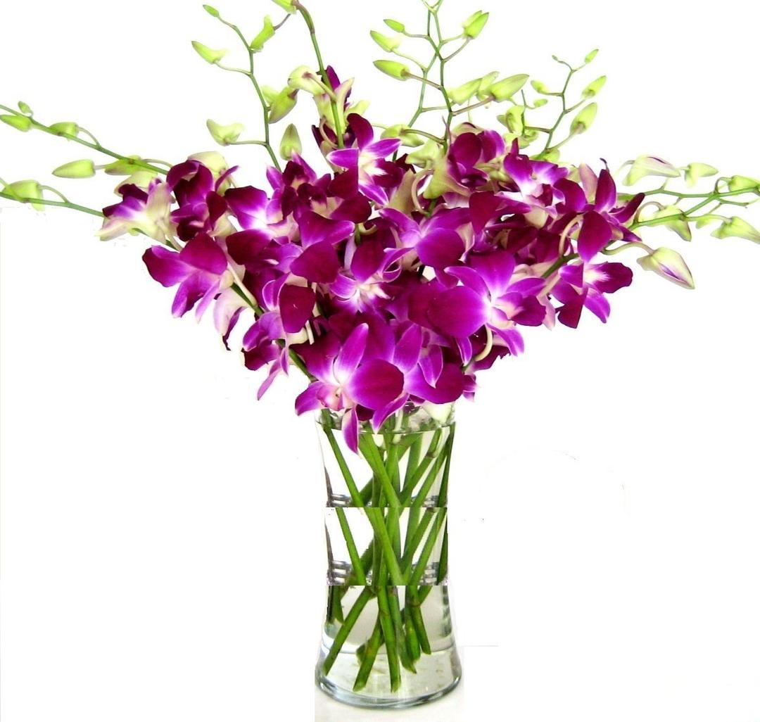 Fresh Cut Flowers -Dendrobium Purple Orchids with Vase Gift for Birthday, Sympathy, Anniversary, Get Well, Thank You, Valentine, Mother's Day Flowers and Easter (Support Small Business)