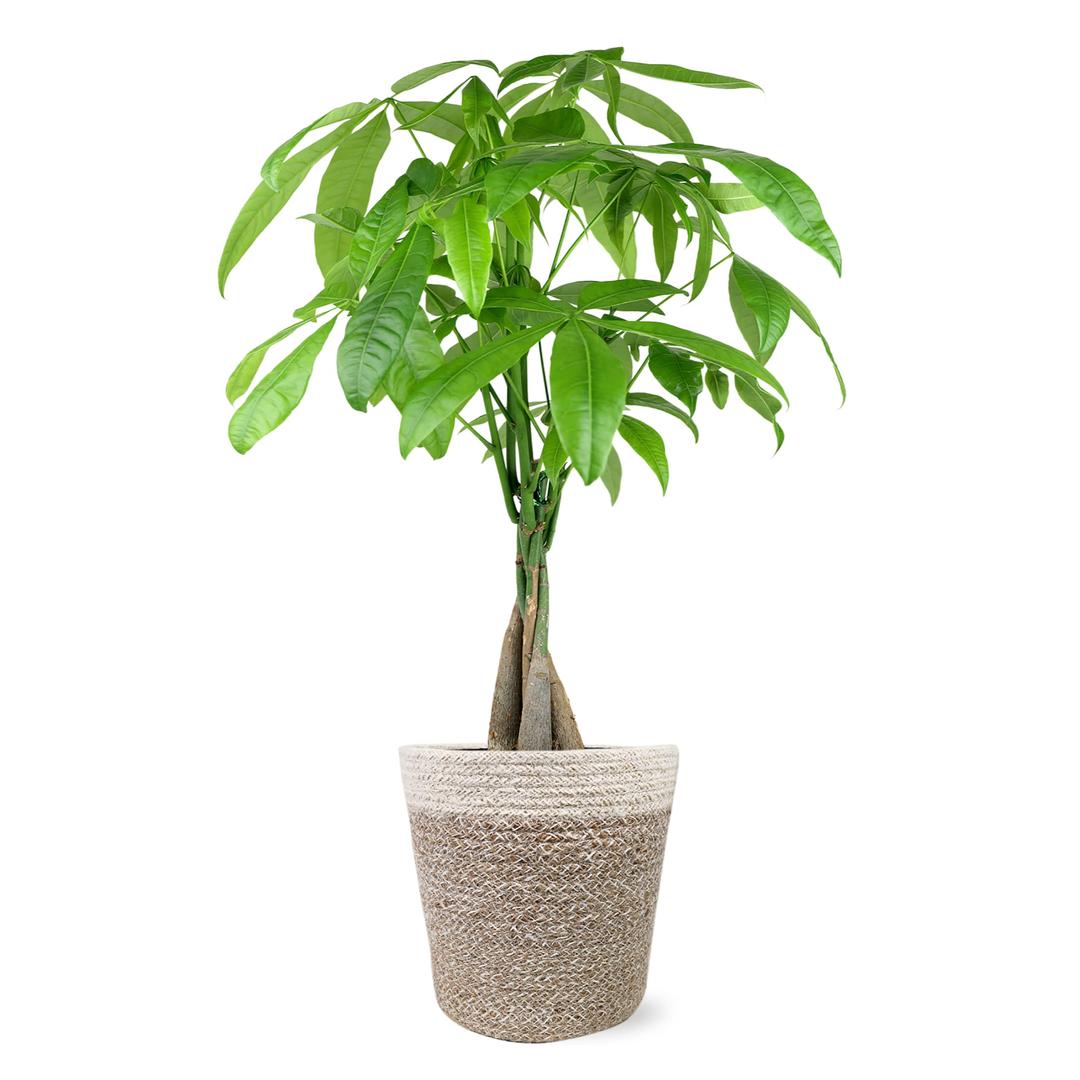 Just Add Ice JA5030 Money Tree in Boho Ivo Jute Pottery, Live Indoor Plant, Fully-Rooted, Healthy Leaves, Easy to Grow Gift for Friend, Dorm, Plant Parent Home Décor Pachira, 5" Diameter, 16" Tall