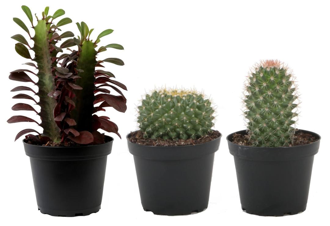 Costa Farms Cactus Live Indoor Plants, Cactus Décor 7 to 10-Inches Tall 10-Inches Tall, Assortment, Fresh From Our Farm