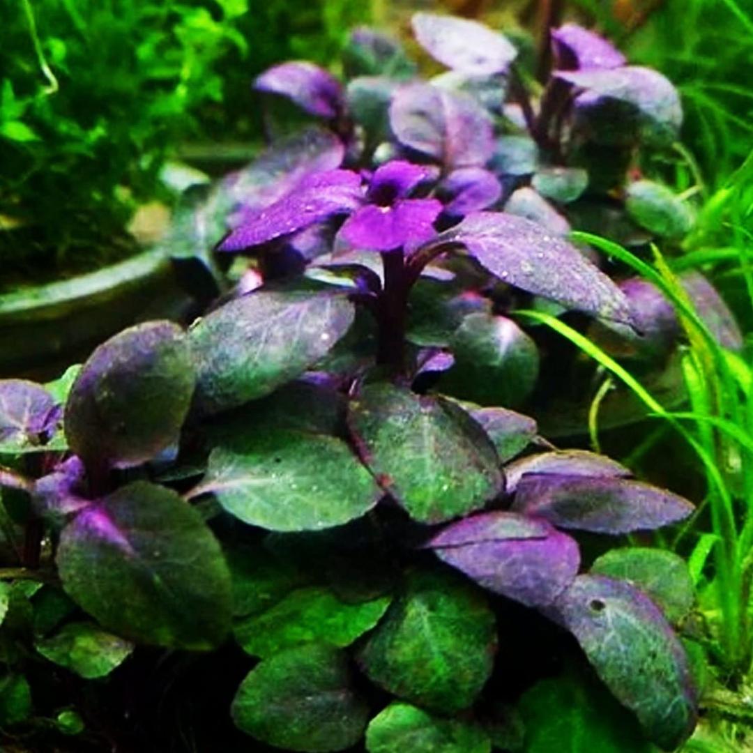 Potted Live Aquarium Plants | Freshwater Aquatic Plants for Aquariums (Lobelia Cardinalis)