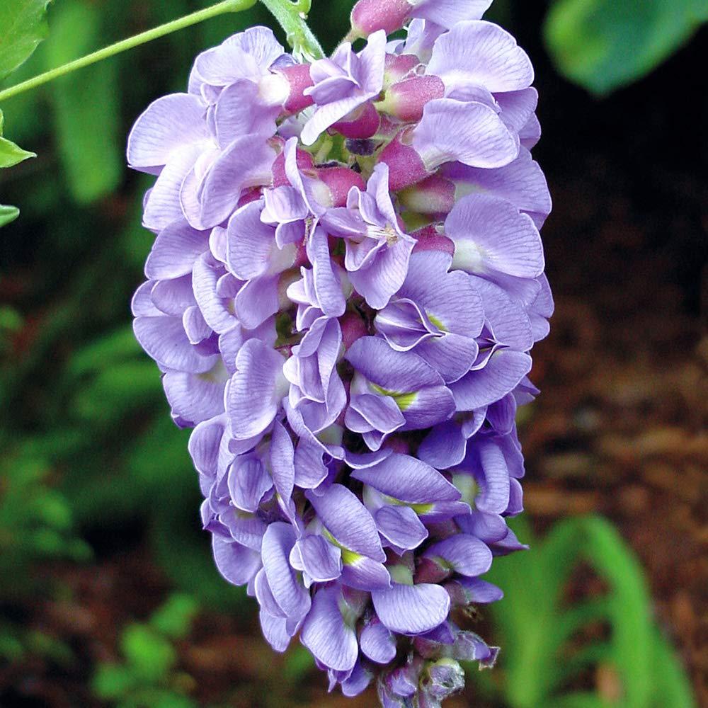 YouGarden Wisteria 'Amethyst Falls' Lilac in 15cm Pot, Ready to Plant Established Plants, Outdoor Plants Garden Ready, Perfect for Patios and Porches Potted Plants for Garden