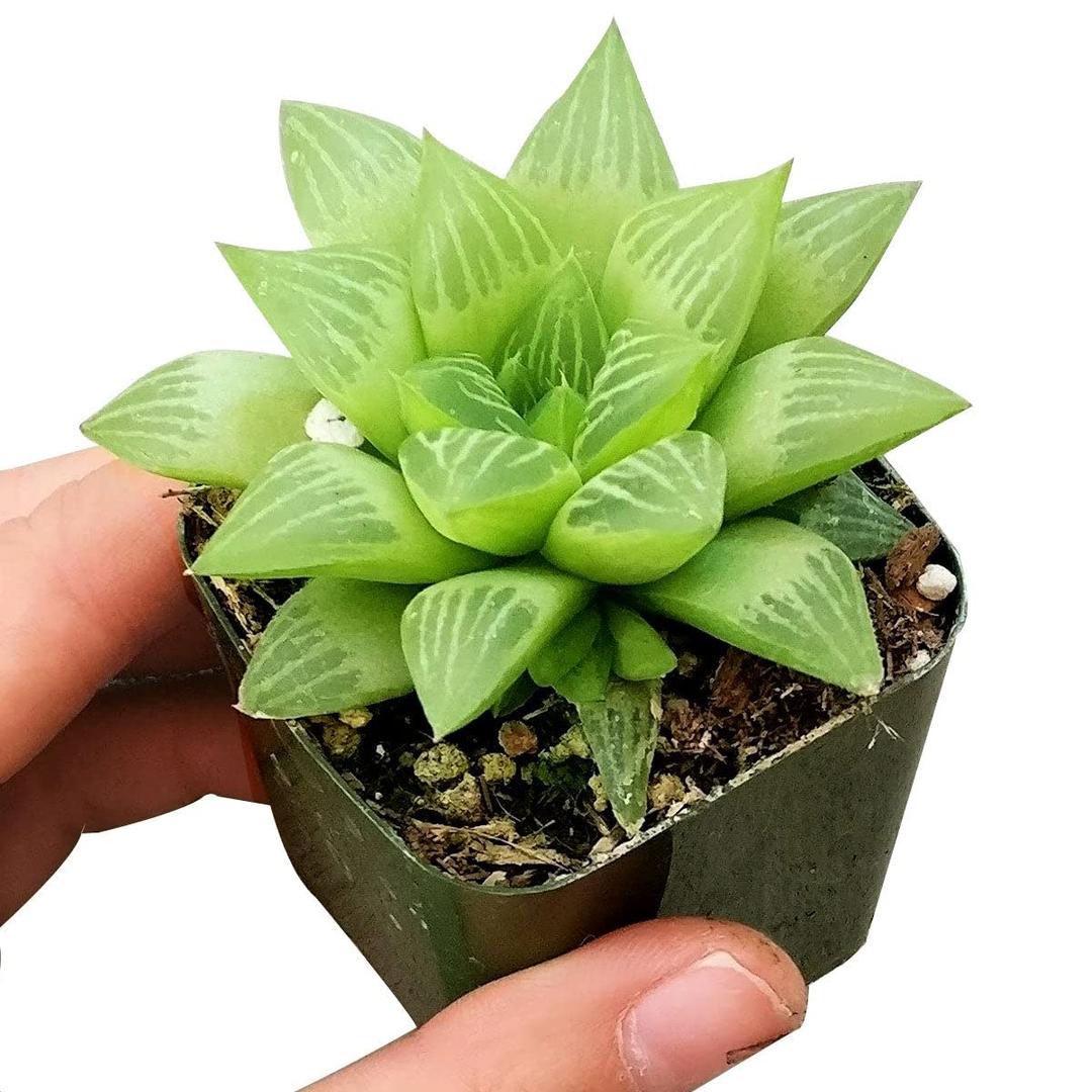 Window Haworthia Succulent (2 inch) | Unique Succulents Gift Ideas | Live Healthy Fully Rooted Succulents for Home Office Decoration