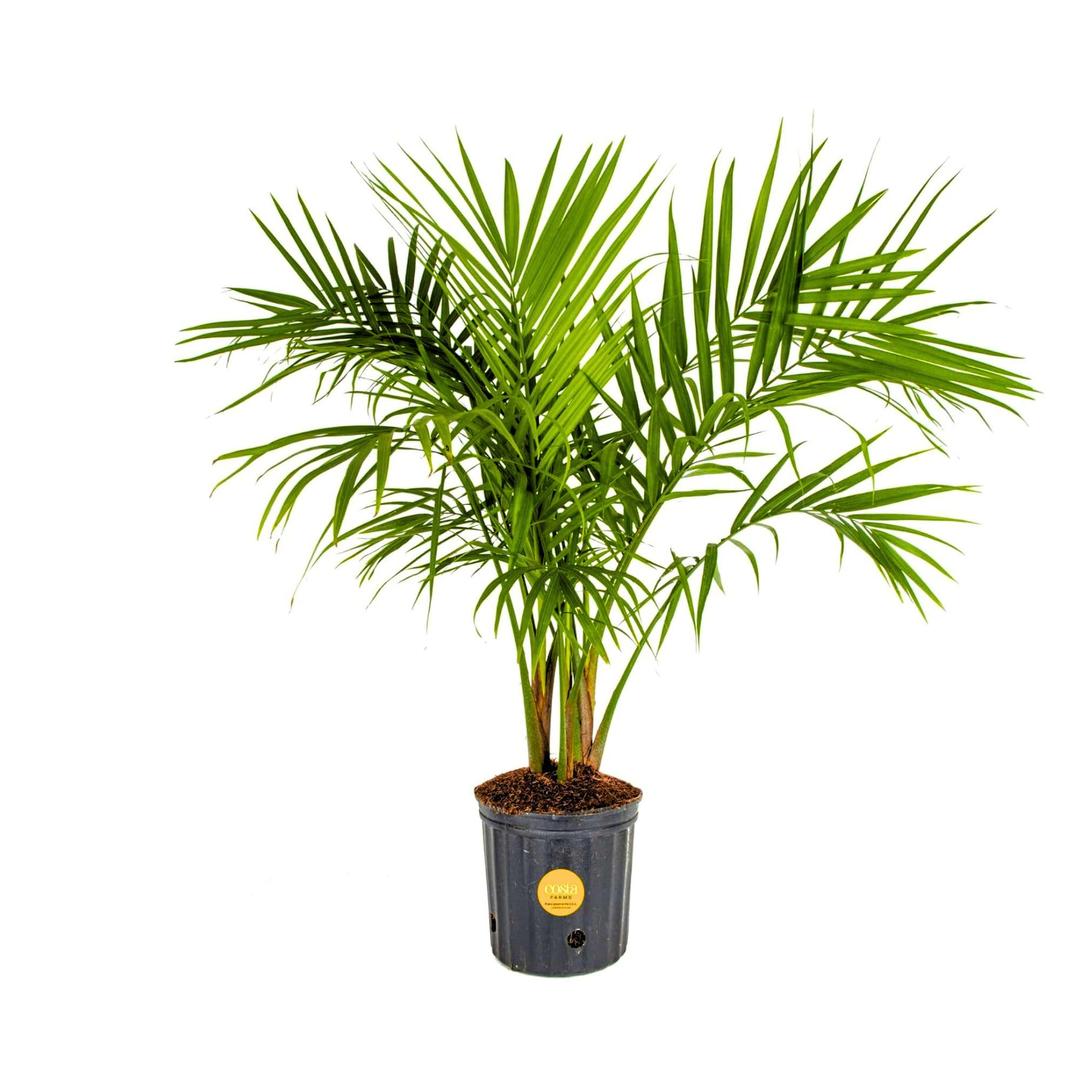 Costa Farms Majesty Palm Live Plant, Indoor and Outdoor Palm Tree, Potted in Plant Pot and Soil, Tropical Floor Houseplant, Housewarming, Patio, Balcony, Office, Home, and Room Decor, 3-4 Feet Tall