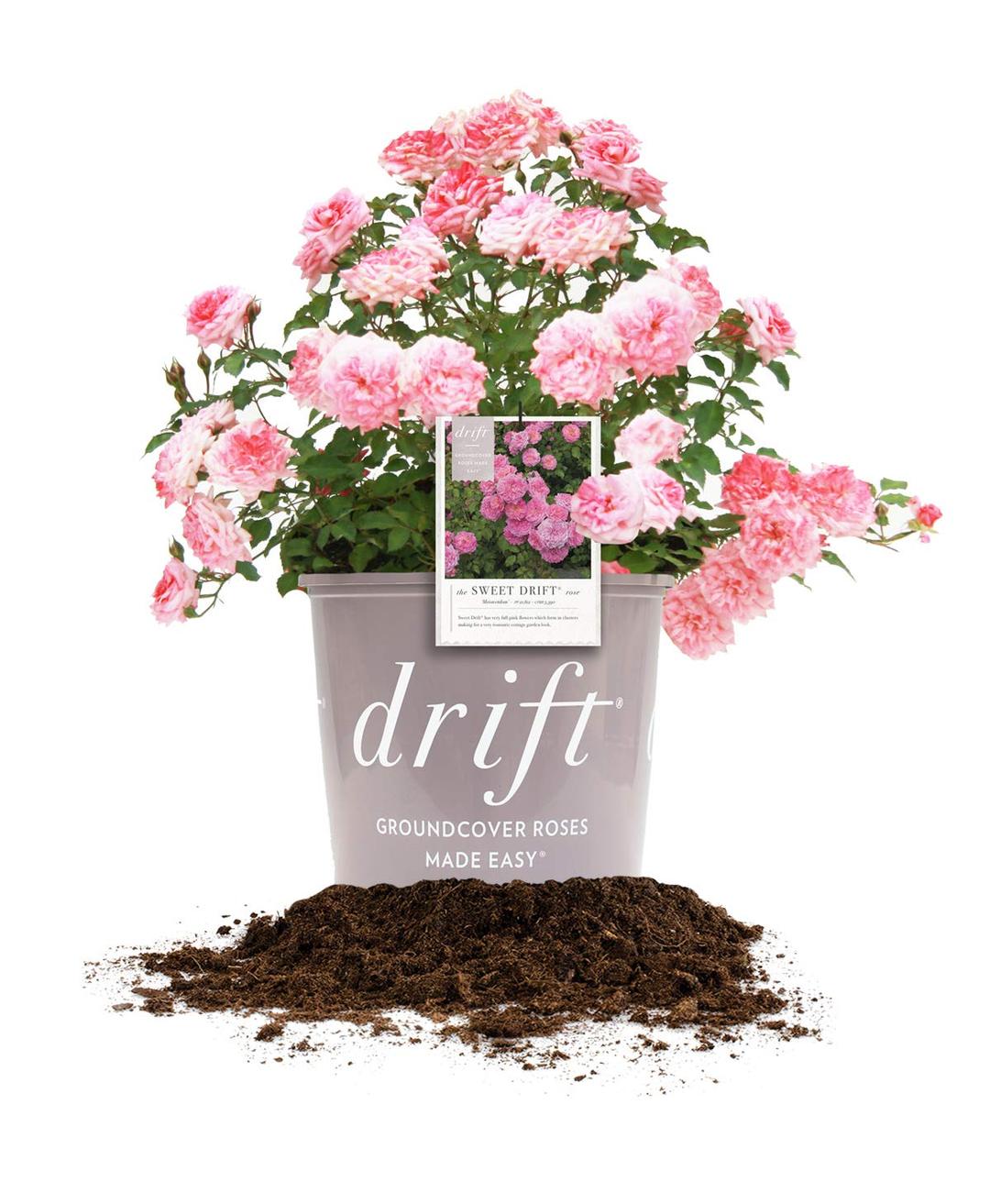 PERFECT PLANTS Sweet Drift Rose Live Plant, 3 Gallon, Dark Green and Baby Pink