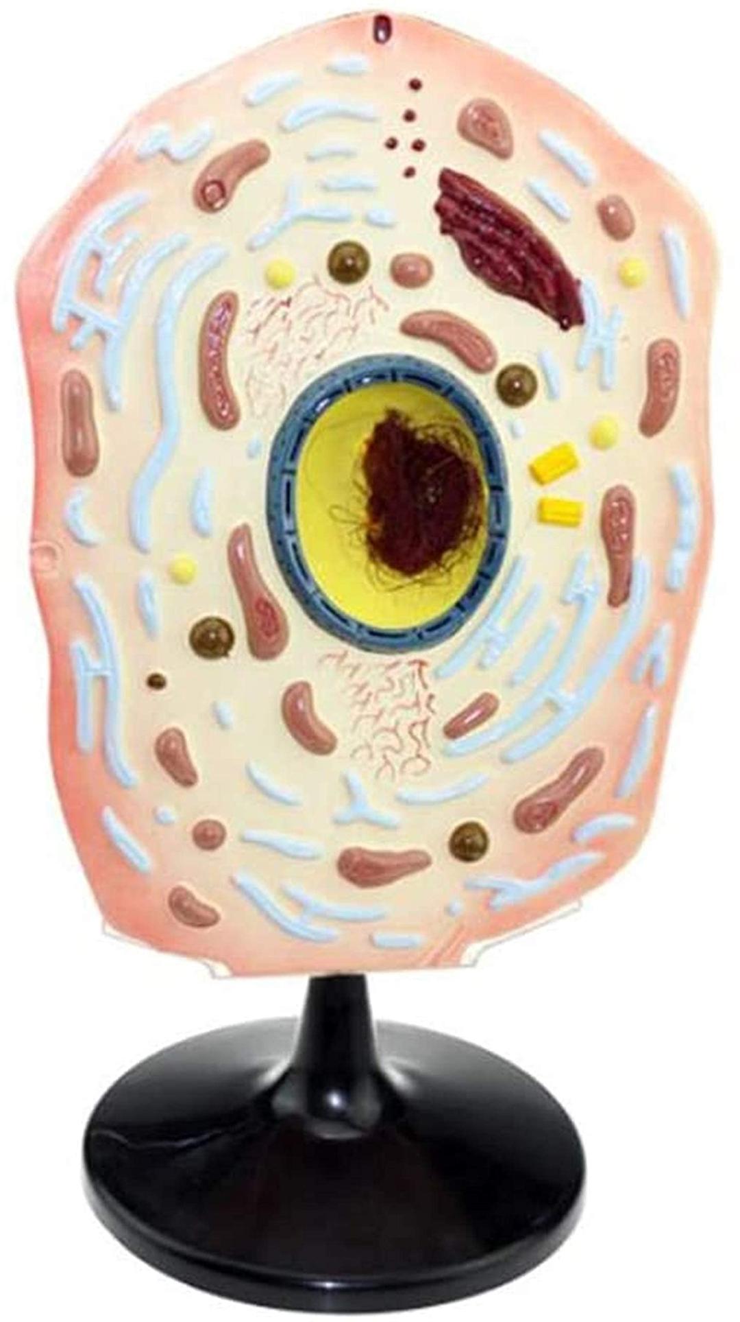 ZAMAX Study Model Cell Anatomy Model - Animal Plant Microscopic Specimens Magnified Cell Structure Model - Animal and Plant Cells Model - for Study Display Teaching Medical Model (Color : Plant)